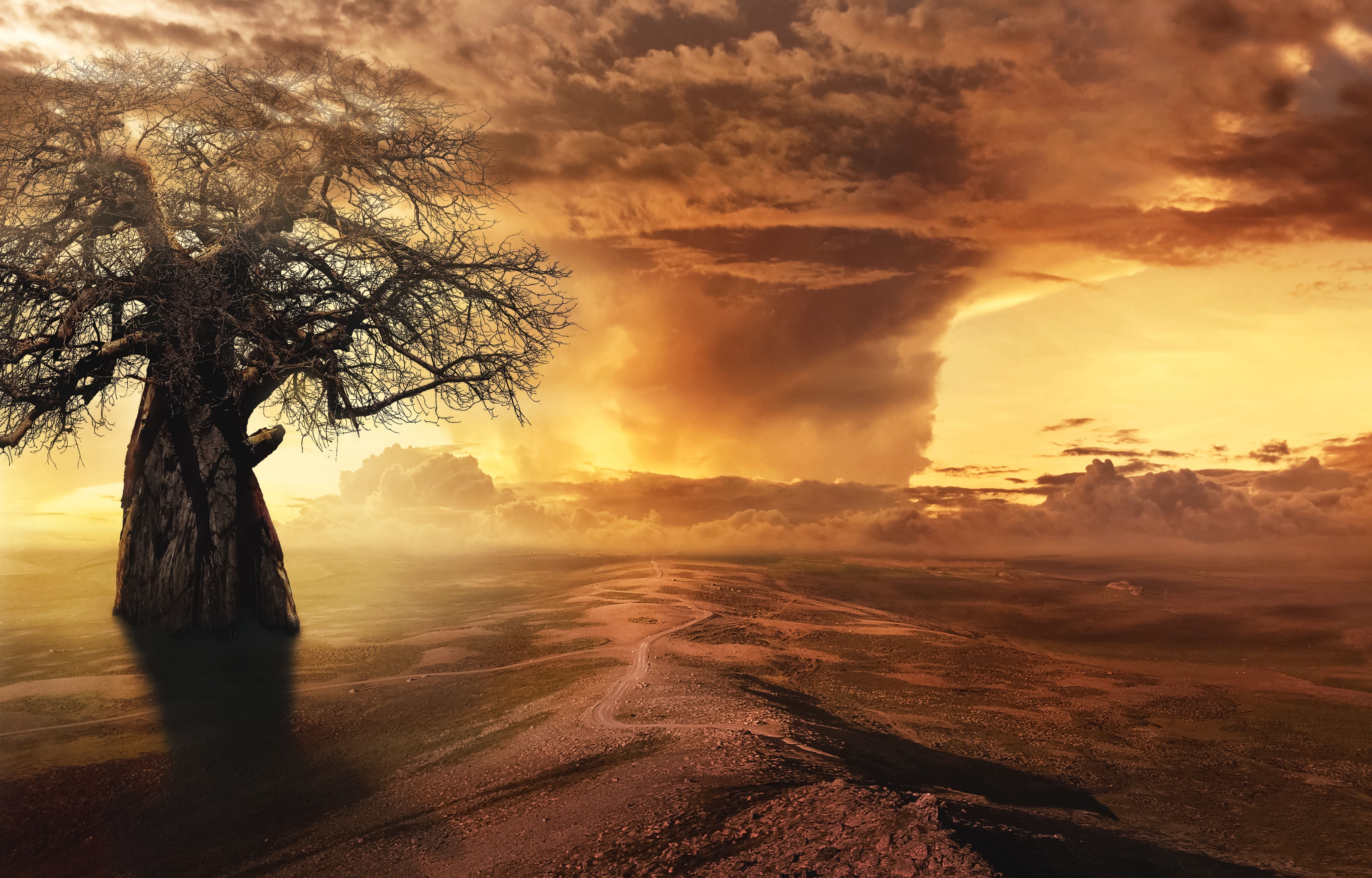 Baobab, Wüste, Sonnenuntergang, Dramatischer Himmel, Fantasy, Orange, 5K, Laptop-Hintergrundbild