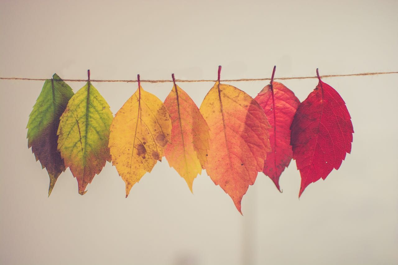 Herbstblätter, Wäscheleine, Farbverlauf, Herbst, Blätter, HD, Laptop-Hintergrundbild