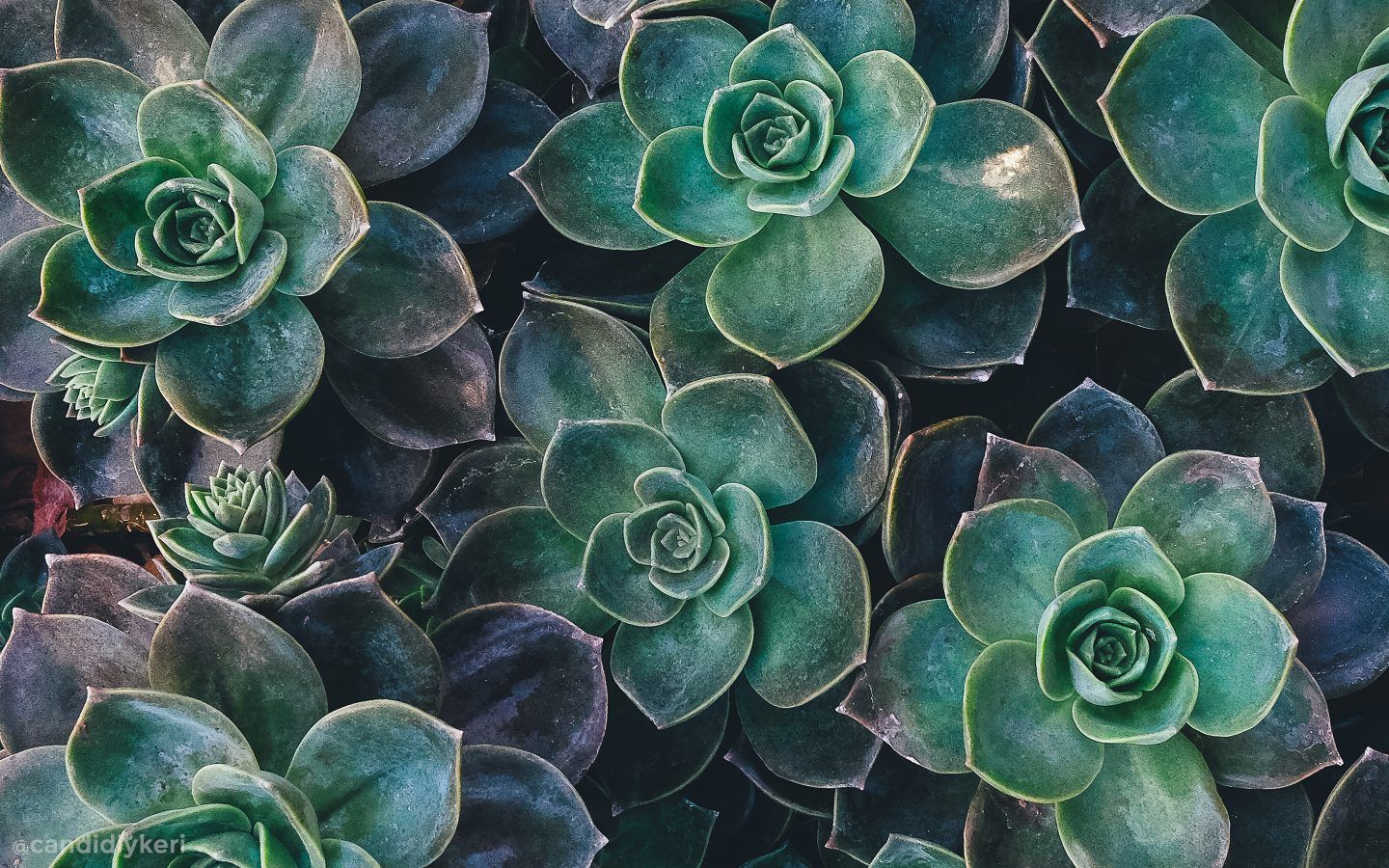 Sukkulenten, Echeverien, Grün, Draufsicht, Pflanzen, 16:10, HD-Hintergrundbild für den Desktop