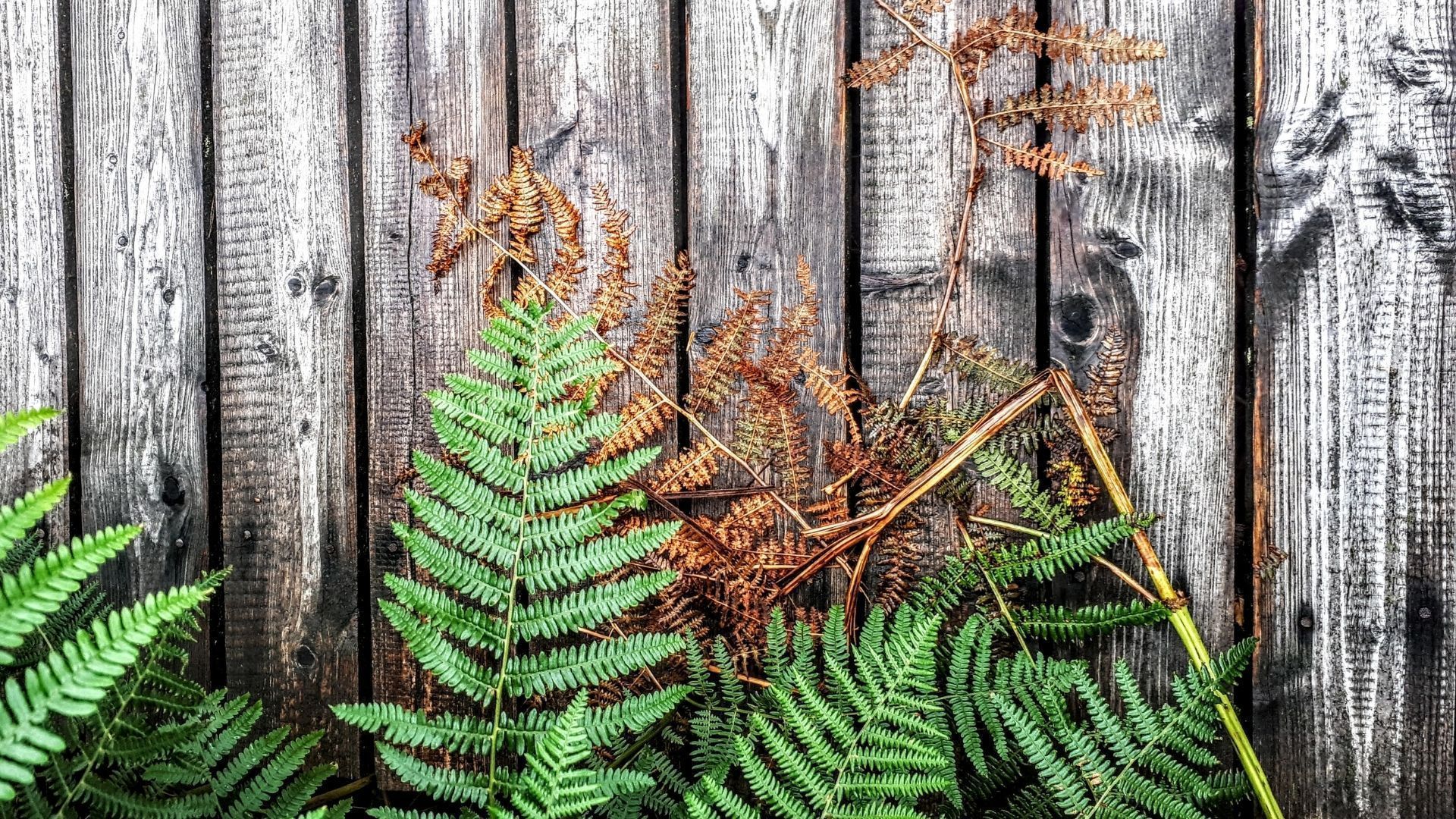 Farn, Holzbretter, Grüne Blätter, Rustikal, Natur, 1920x1080, Full-HD-Hintergrundbild für PC