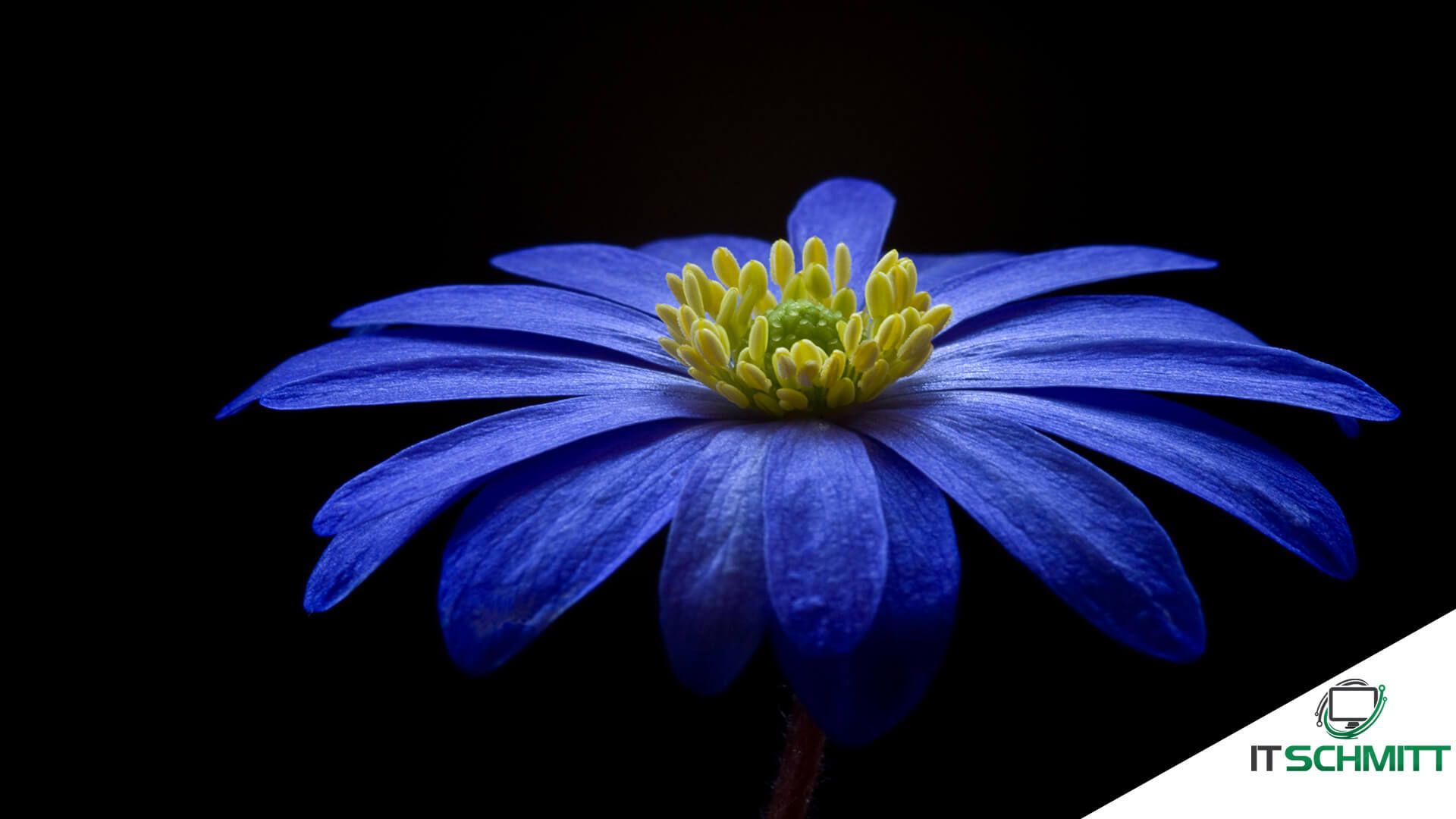 Anemone, Blaue Blüte, Schwarzer Hintergrund, Nahaufnahme, Full HD Wallpaper