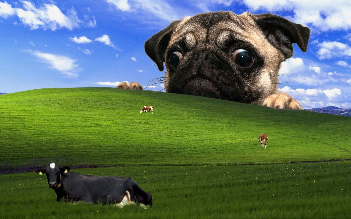 Bliss, Windows XP, Mops, Kühe, Parodie, Hintergrundbild
