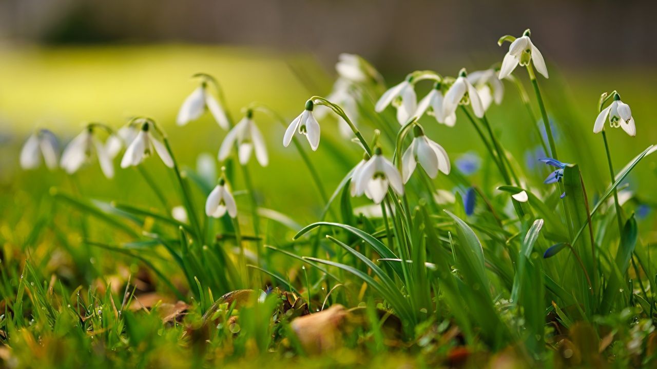 Schneeglöckchen, Frühling, Wiese, Bokeh, Weiße Blüten, 16:9, HD-Hintergrundbild für den Desktop
