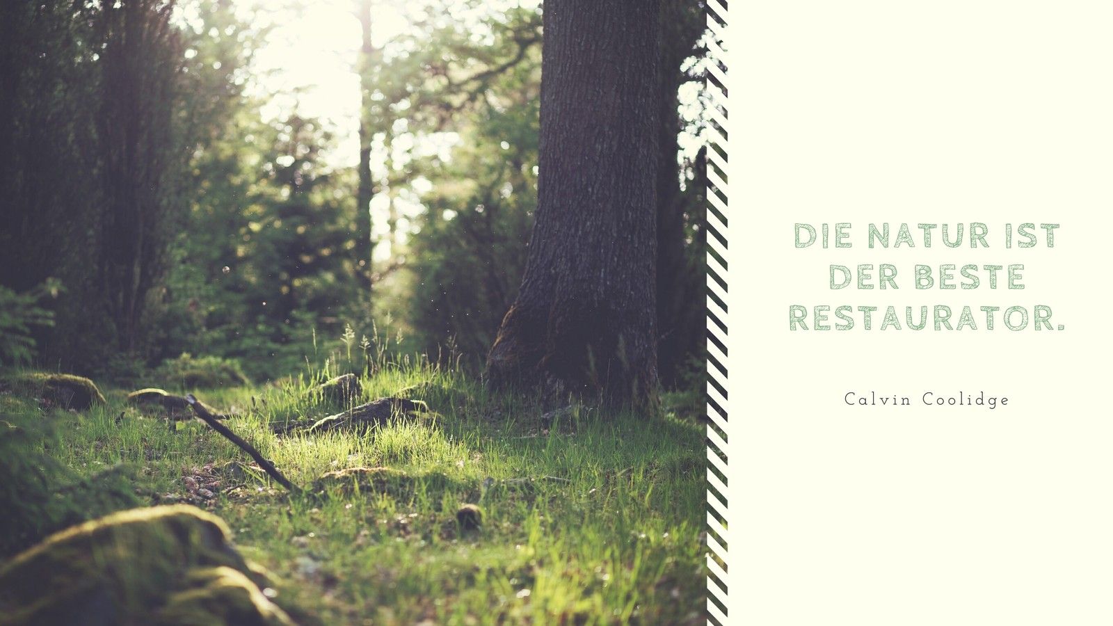 Calvin Coolidge, Zitat, Wald, Sonnenlicht, Natur, HD, Desktop-Hintergrund für Windows