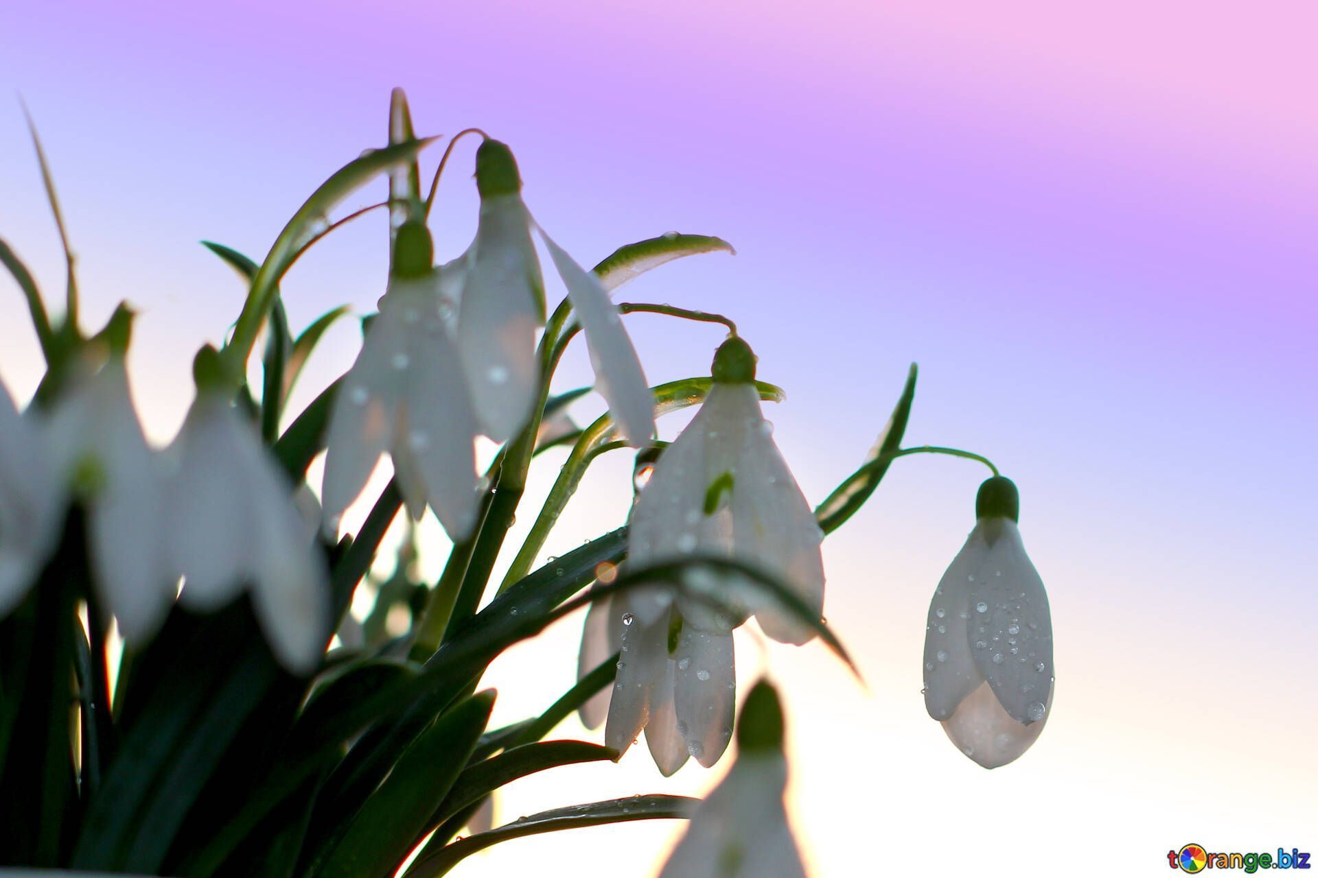 Schneeglöckchen, Lila Himmel, Frühling, Nahaufnahme, Full HD, Desktop-Hintergrund für Windows