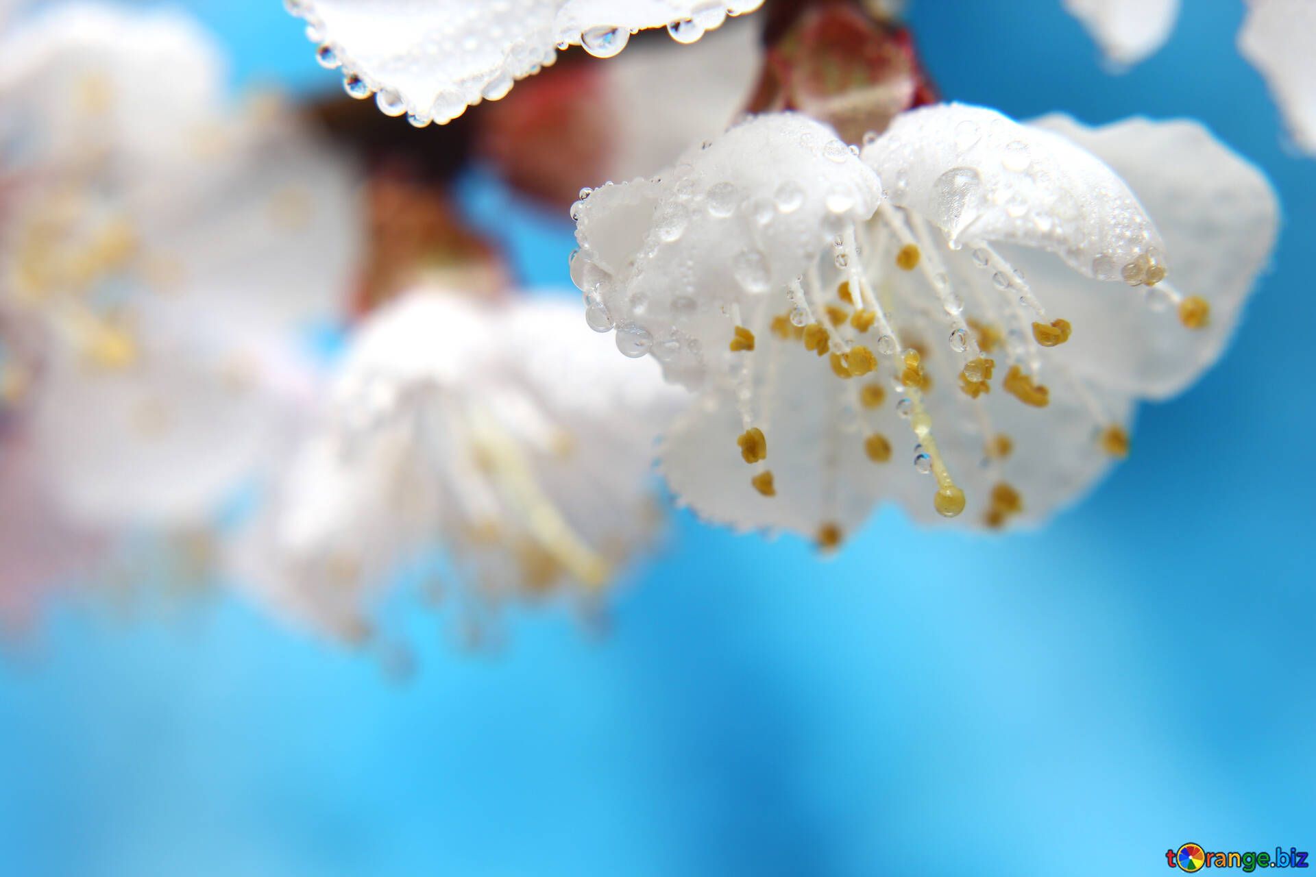 Kirschblüten, Weiße Blüten, Blauer Himmel, Makro, Frühling, Full HD, Windows-Hintergrundbild