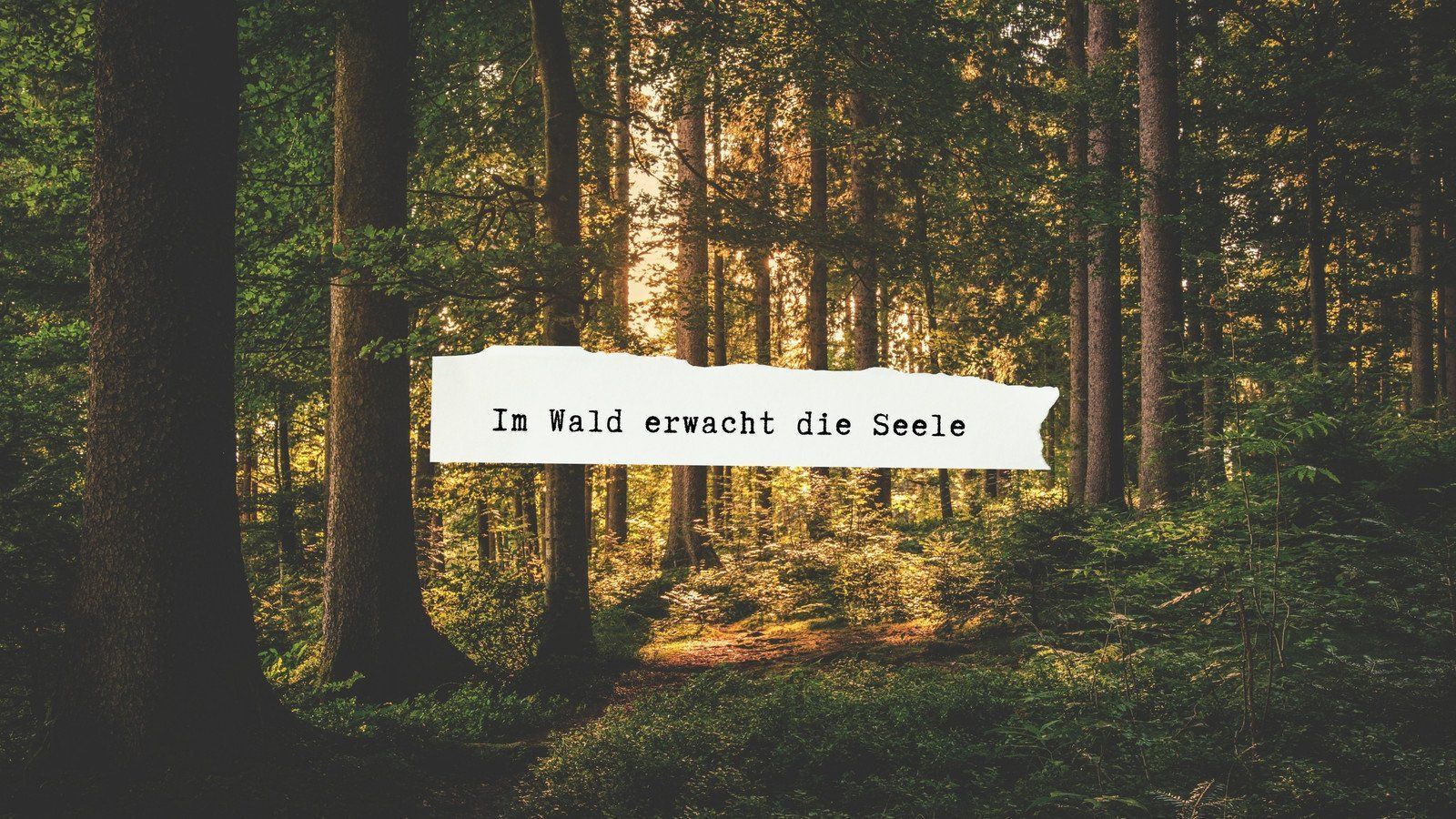 Wald, Spruch, Sonnenstrahlen, Nadelbäume, Moos, 16:9, HD-Hintergrundbild für den Desktop