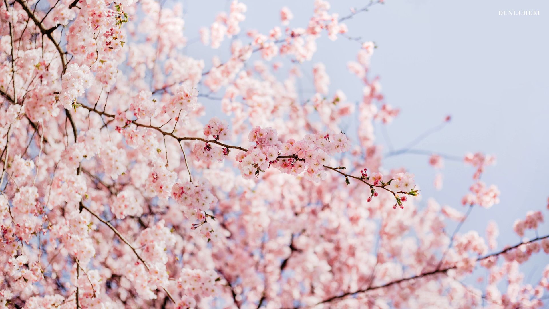 Kirschblüte, Blütenzweige, Rosa Blüten, Panorama, 1920x1080, Full-HD-Hintergrundbild für PC