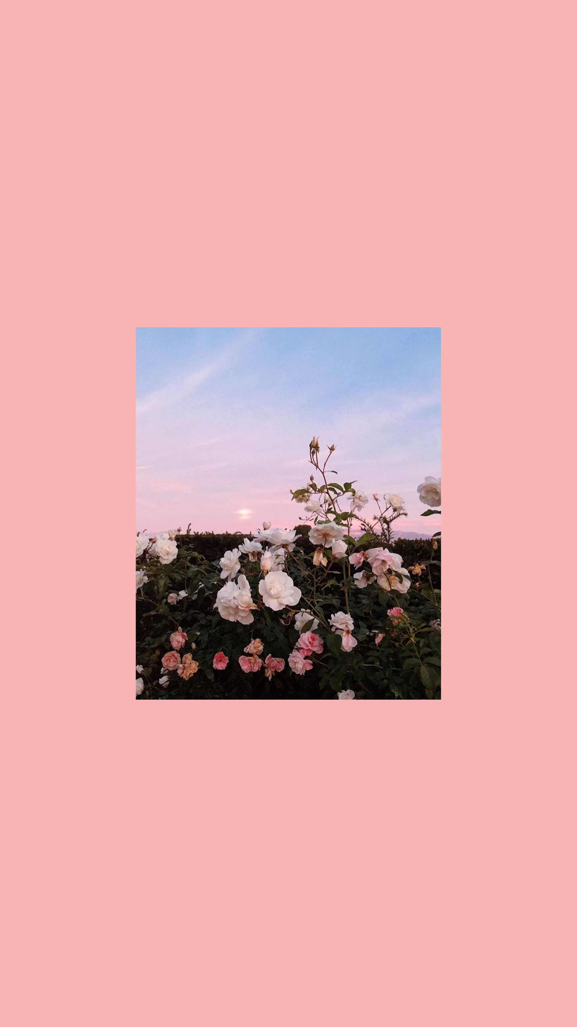 Rosen, Rahmen, Blumen, Rosa Hintergrund, iPad-Pro-Sperrbildschirm