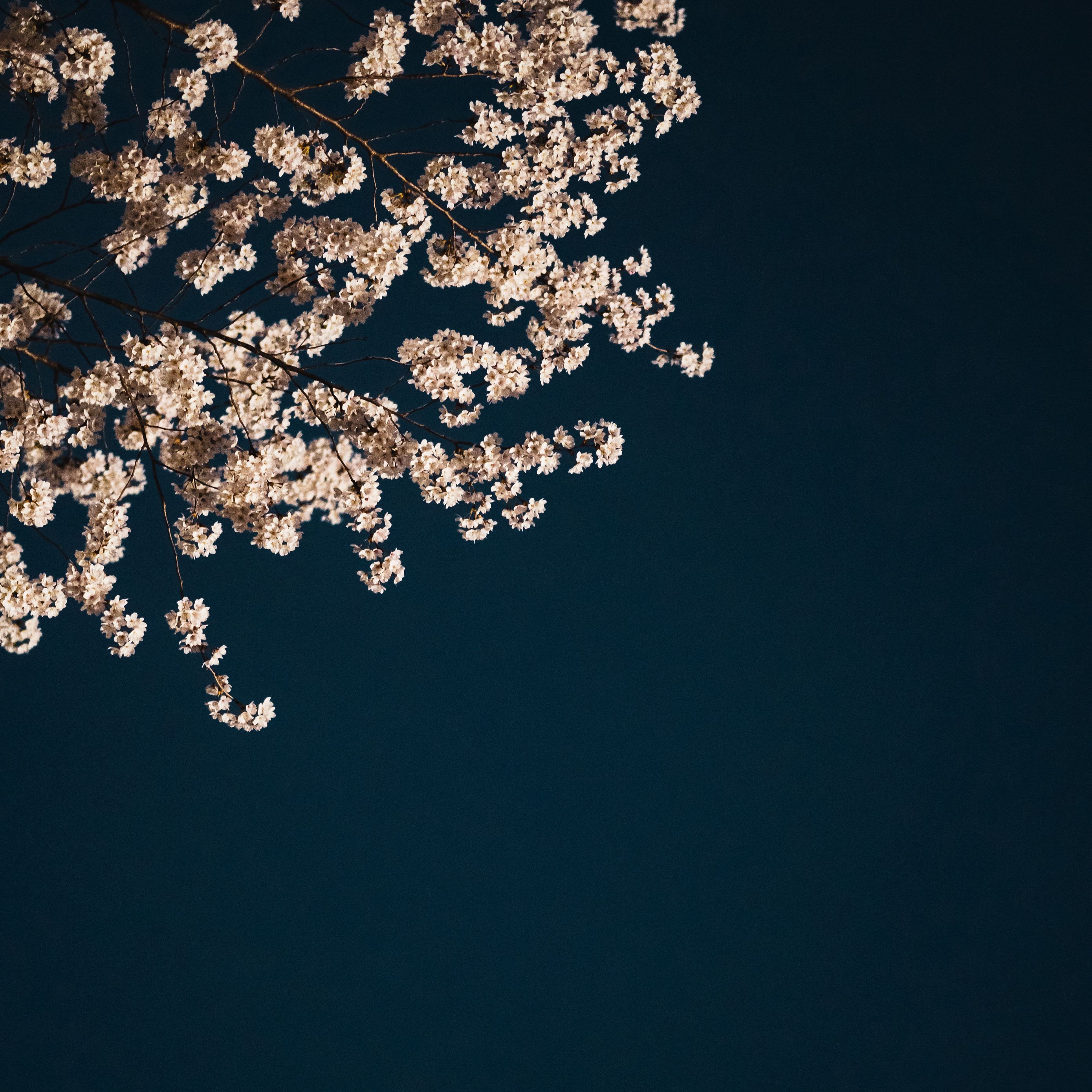 Blüten, Zweig, Dunkelgrüner Hintergrund, Minimalistisch, iPad-Pro-Wallpaper