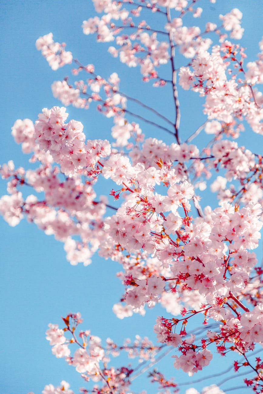 Kirschblüten, Blauer Himmel, Frühling, Zweige, Rosa, iPhone-18-Pro-Hintergrundbild