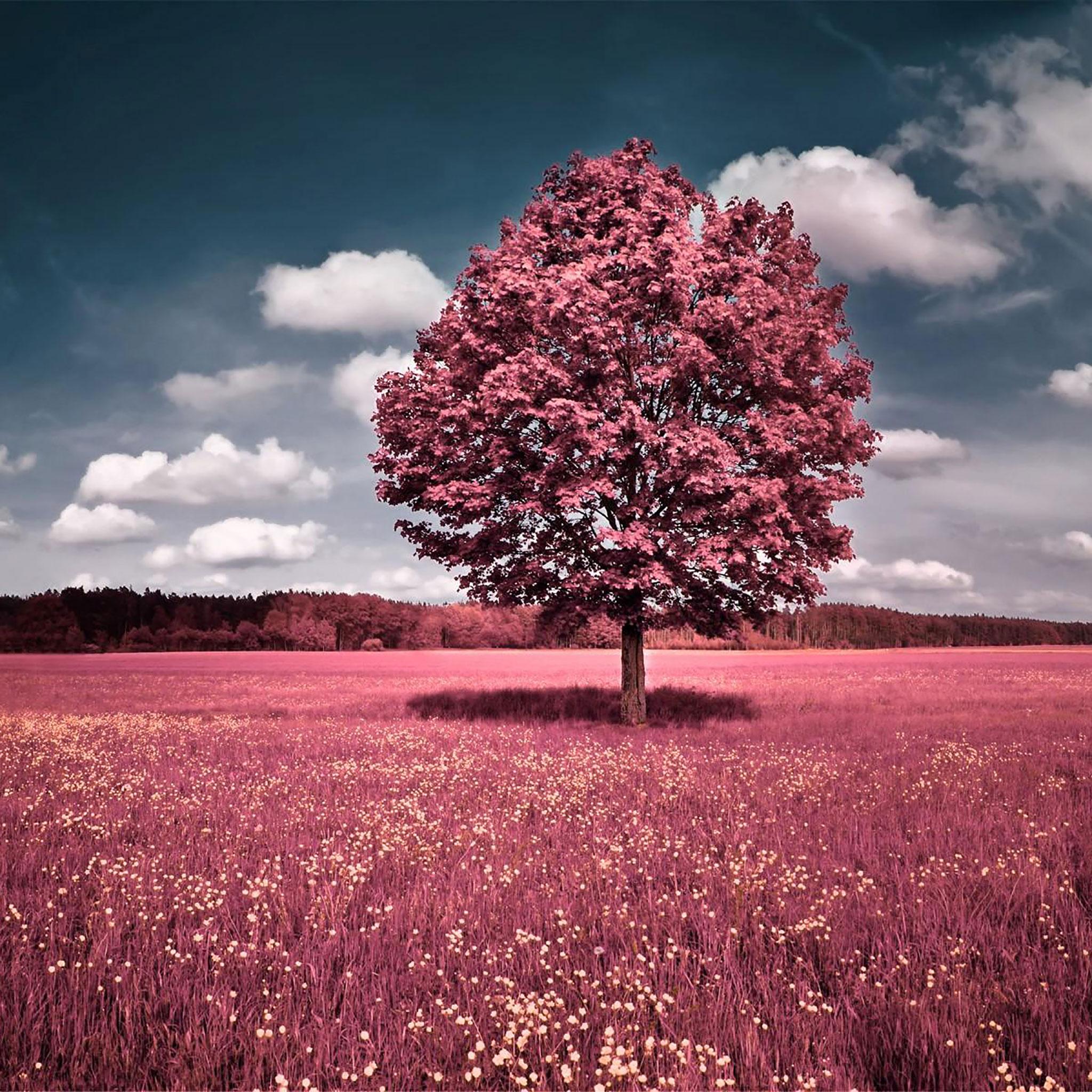 Baum, Wiese, Infrarot, Rote Blätter, Wolken, iPad Pro, Tablet-Hintergrundbild