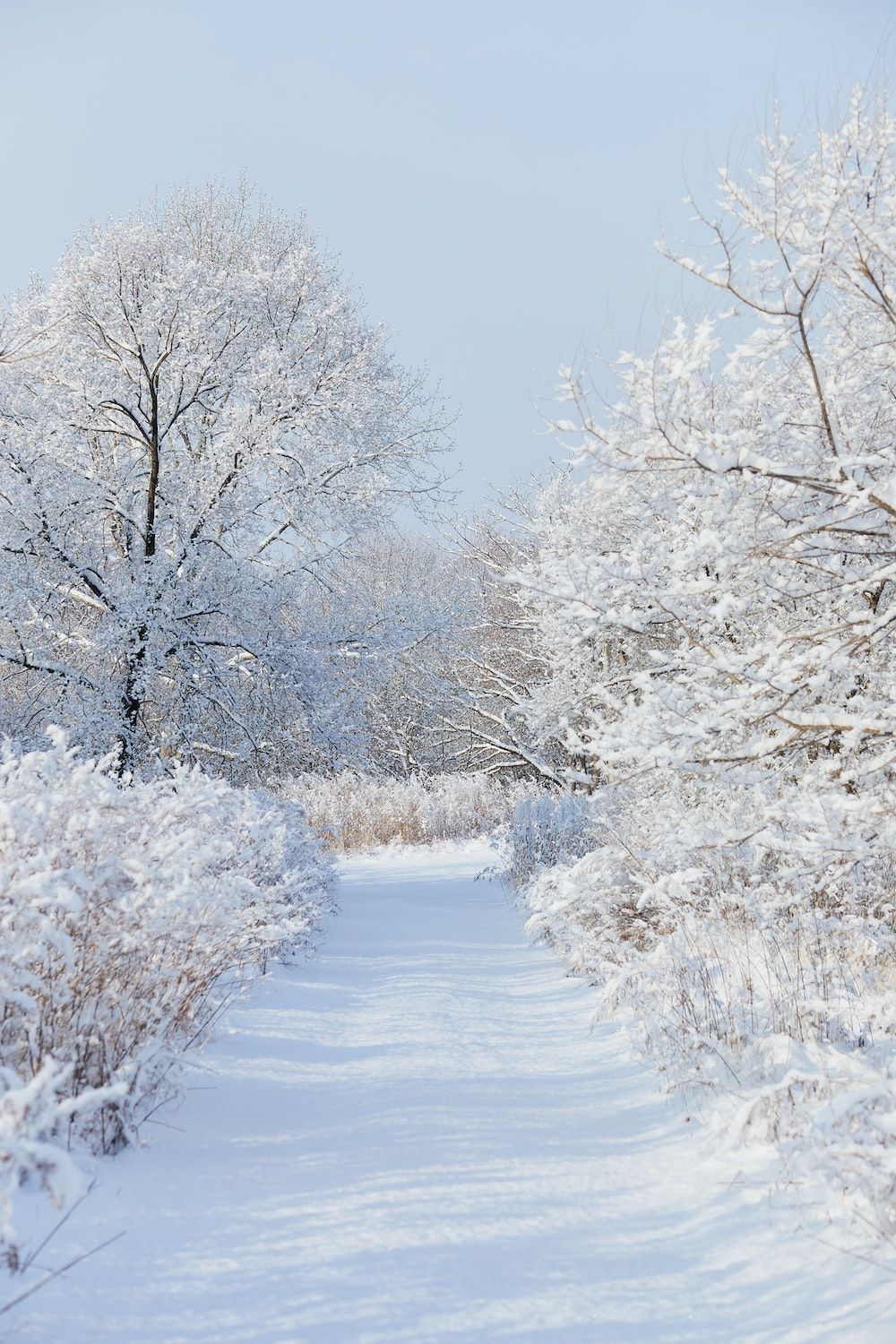 Verschneiter Weg, Raureif, Bäume, Blauer Himmel, Hochformat, HD, Handy-Hintergrund