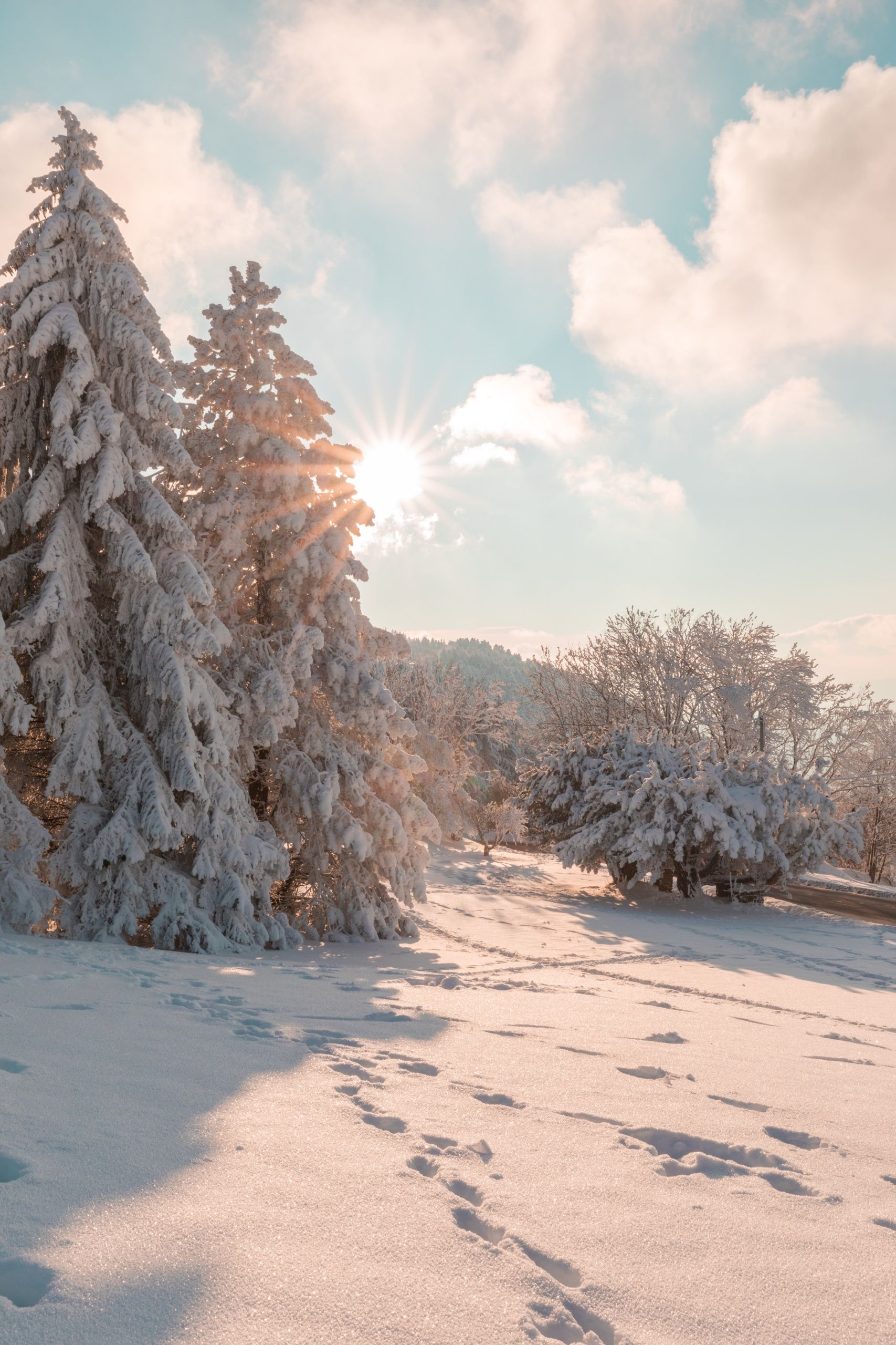 Tannen, Schnee, Fußspuren, Sonnenlicht, Hochformat, QHD+, iPad-Hintergrundbild