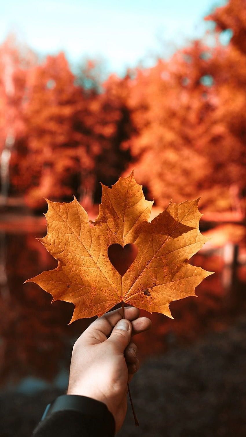 Ahornblatt, Hand, Herbstlaub, Orange, Bokeh, HD, Sperrbildschirm fürs iPhone