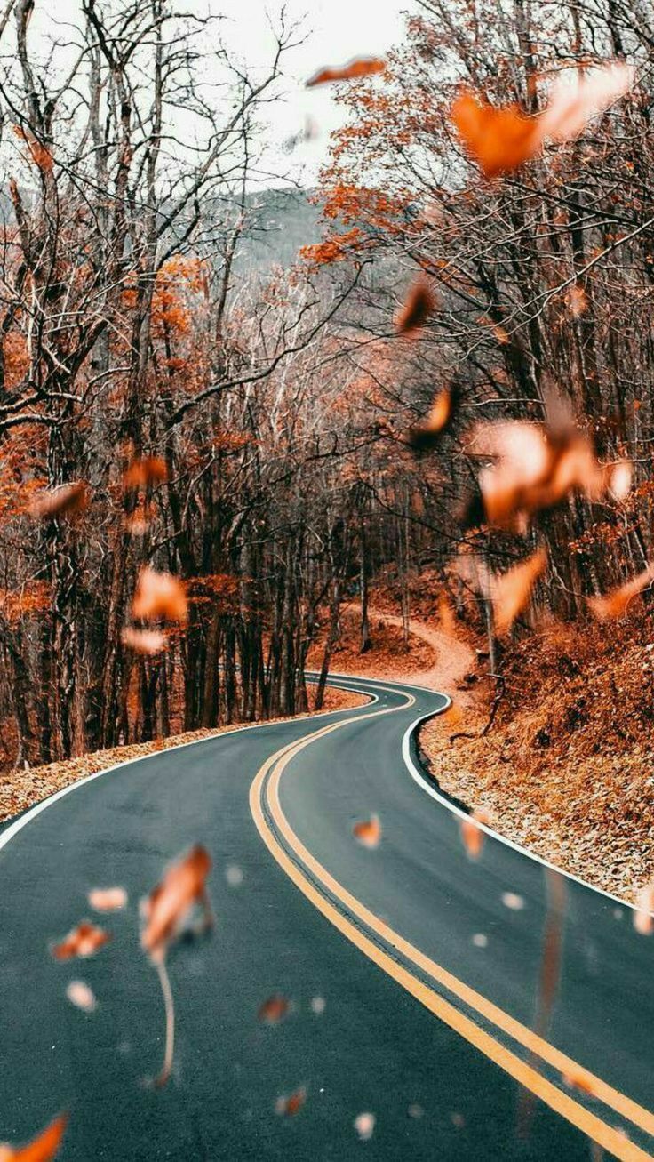 Kurvige Straße, Fallende Blätter, Herbstwald, Laubfall, Hochformat, Hintergrundbild fürs Smartphone
