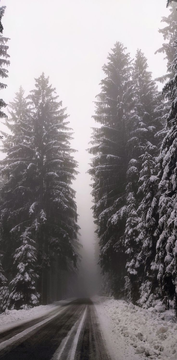 Waldstraße, Nebel, Tannen, Schnee, Hochformat, HD, Sperrbildschirm fürs iPhone