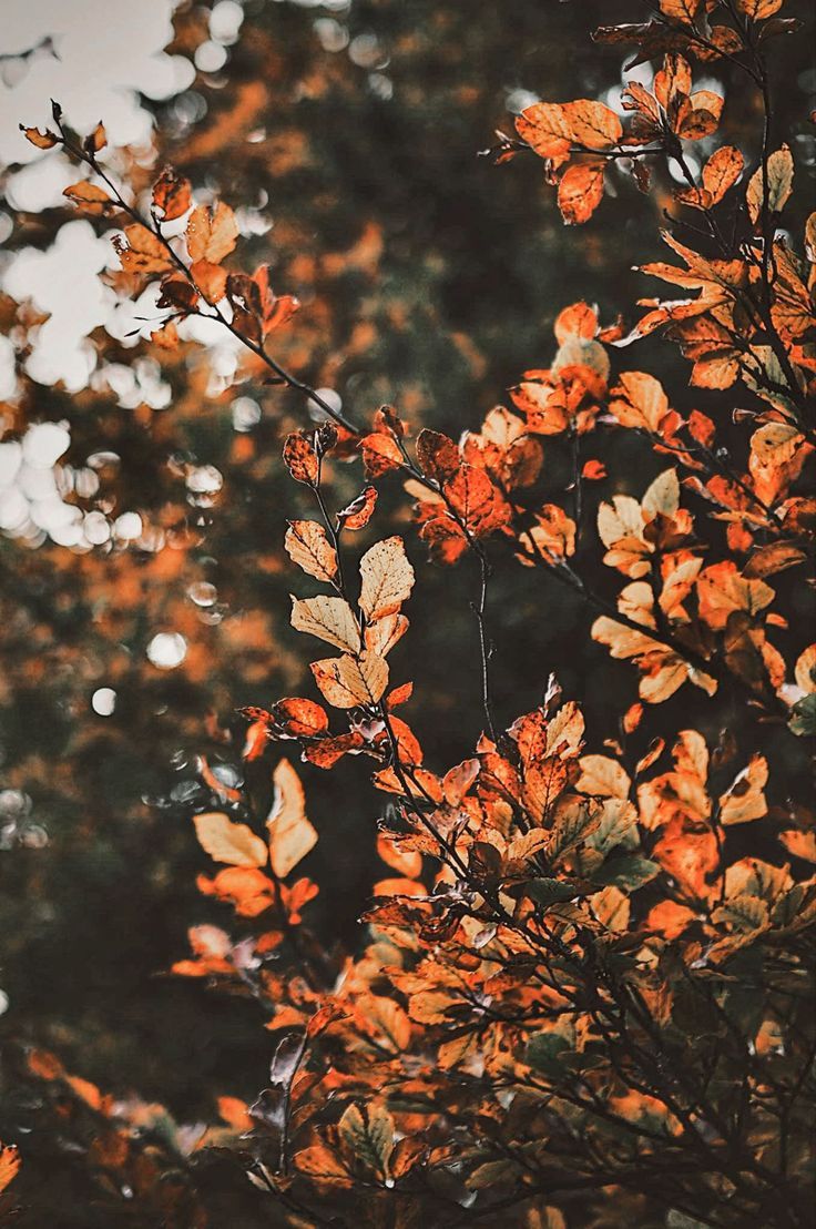 Herbstblätter, Zweige, Bokeh, Orange, Natur, HD, Hintergrundbild fürs Handy