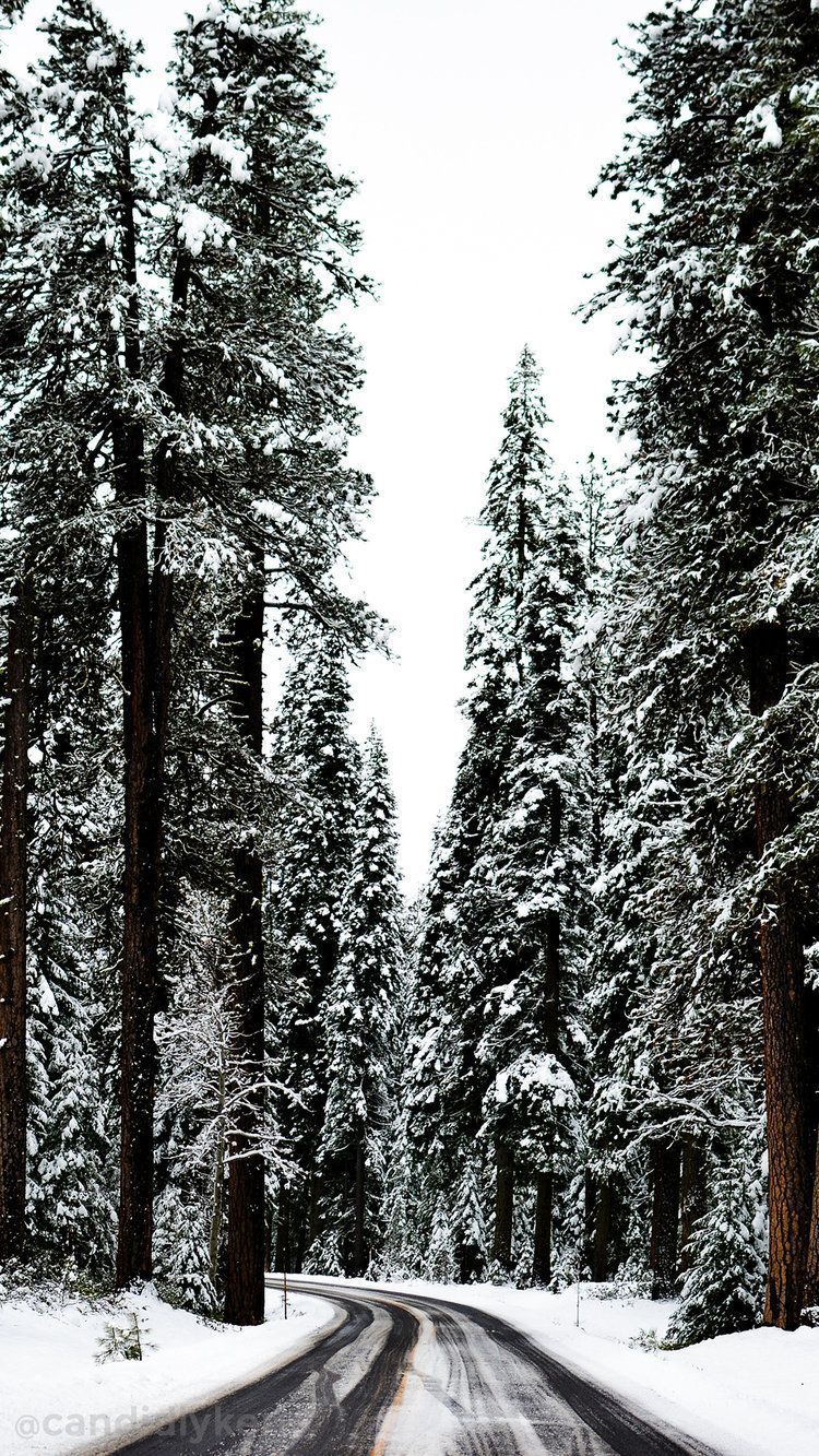 Waldstraße, Hohe Tannen, Schnee, Hochformat, HD, Hintergrundbild fürs Handy