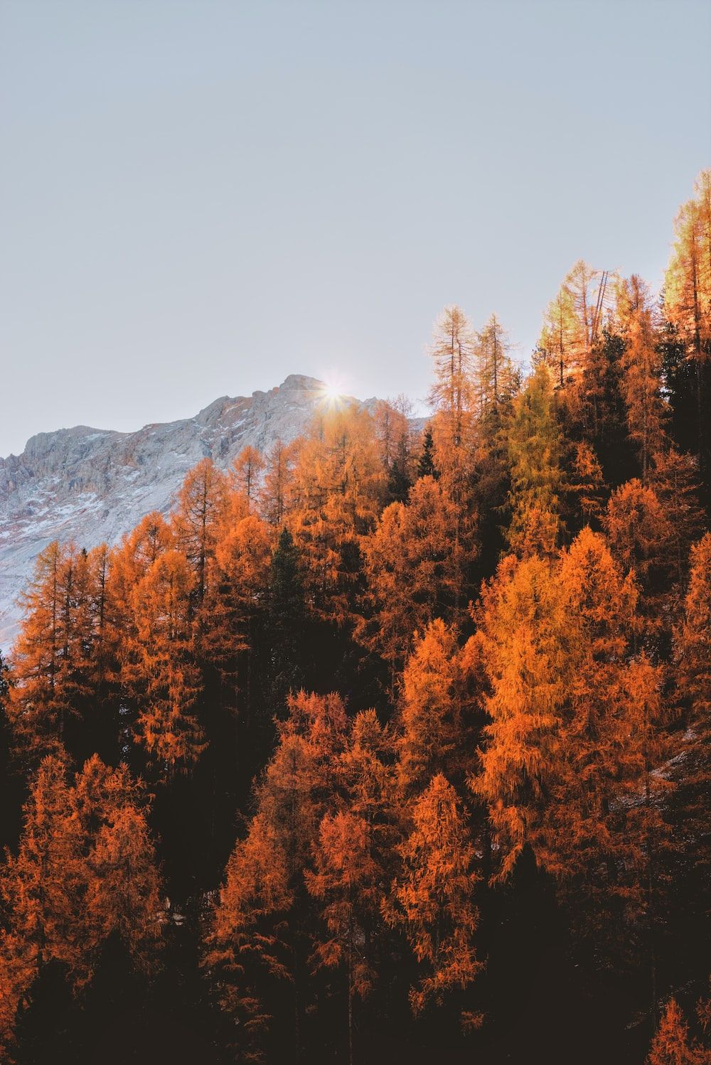Lärchenwald, Berge, Goldener Herbst, Nadelbäume, Himmel, Hintergrundbild fürs iPad