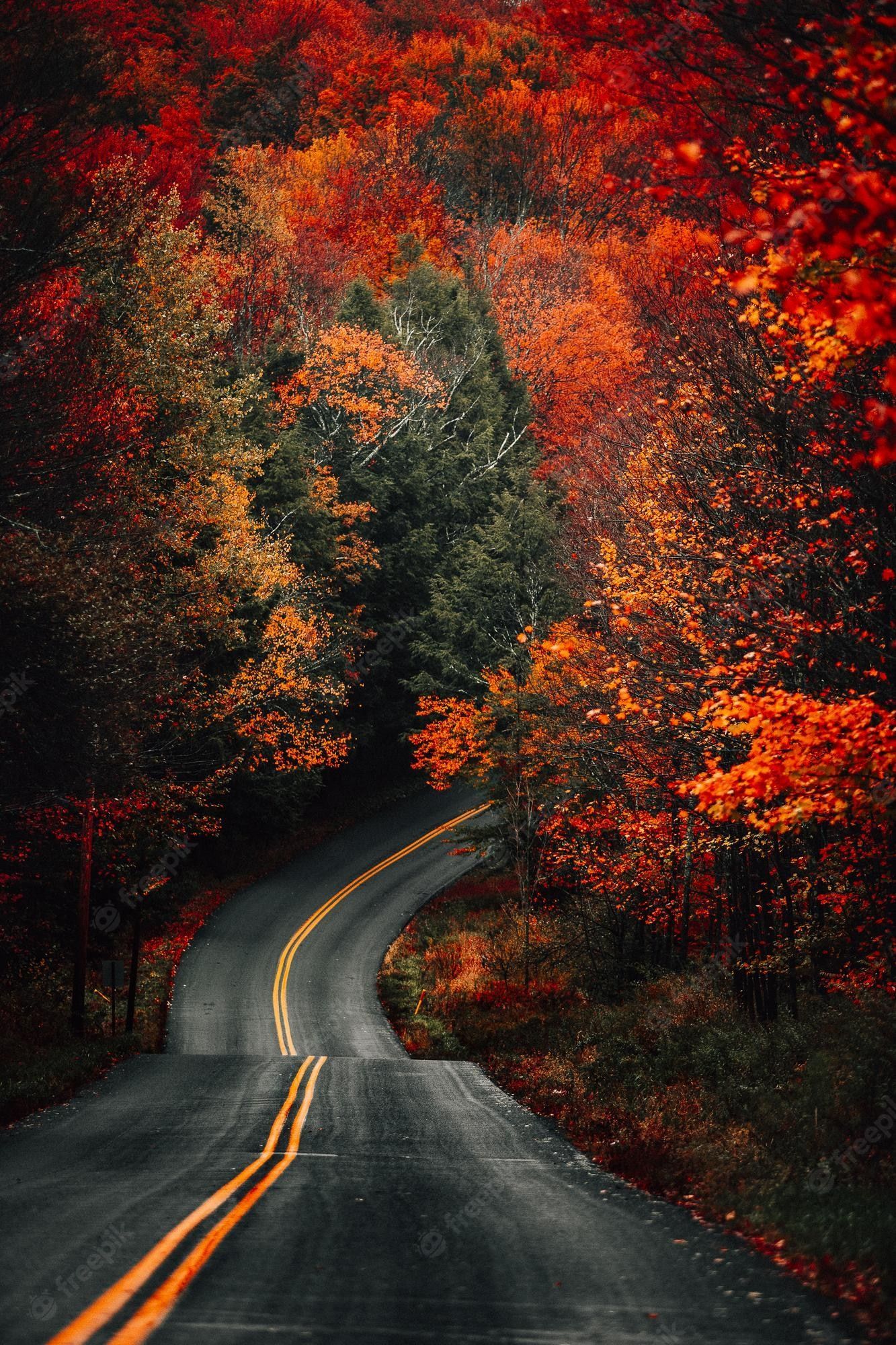 Waldstraße, Rotes Laub, Herbstwald, Kurve, Bunt, Full HD, Hintergrundbild fürs Handy