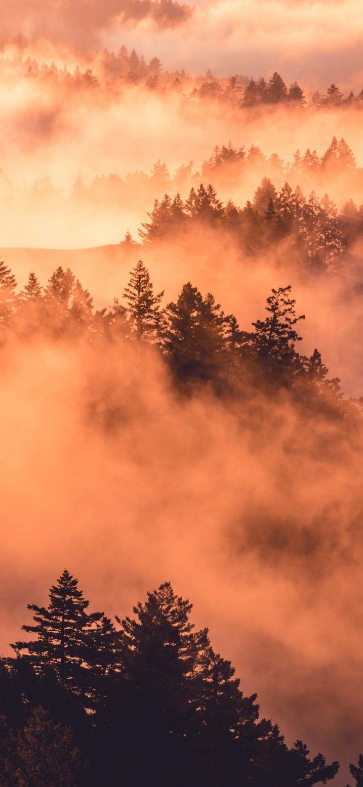 Nebel, Wald, Sonnenaufgang, Orange, Nadelbäume, Stimmungsvoll, HD, iPhone-Hintergrundbild