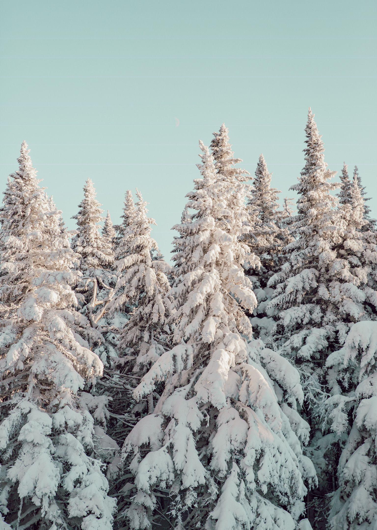 Verschneite Tannen, Wald, Türkiser Himmel, Hochformat, QHD+, Hintergrundbild fürs Tablet