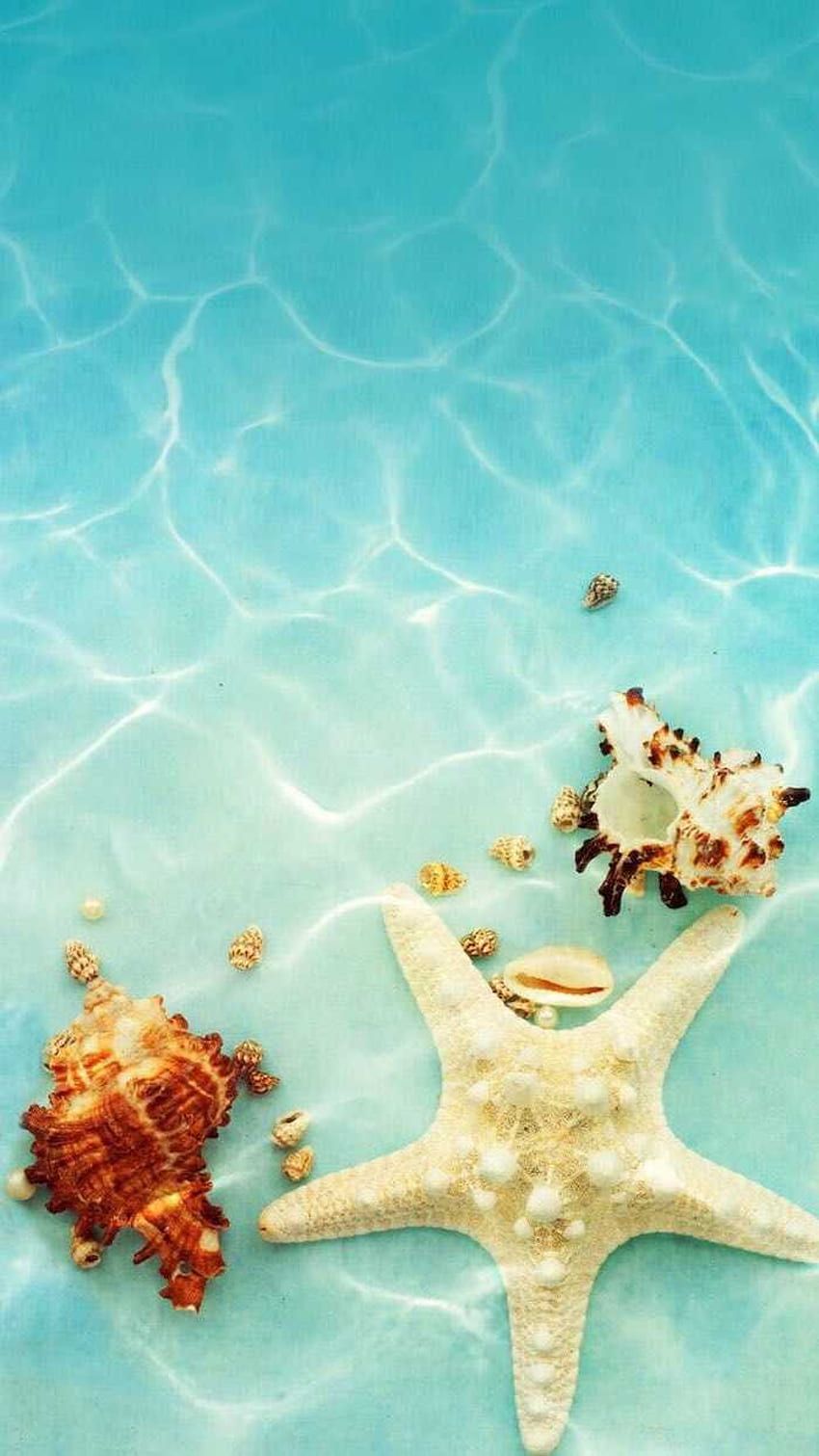 Seestern, Muscheln, Türkises Wasser, Unterwasser, Strand, Android-Hintergrundbild