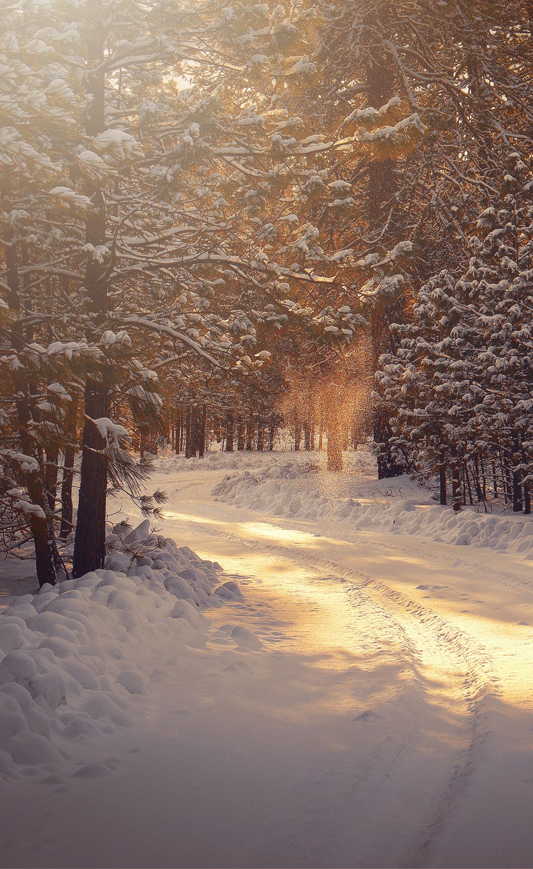 Waldweg, Sonnenlicht, Schnee, Goldenes Licht, Hochformat, Hintergrundbild fürs Handy