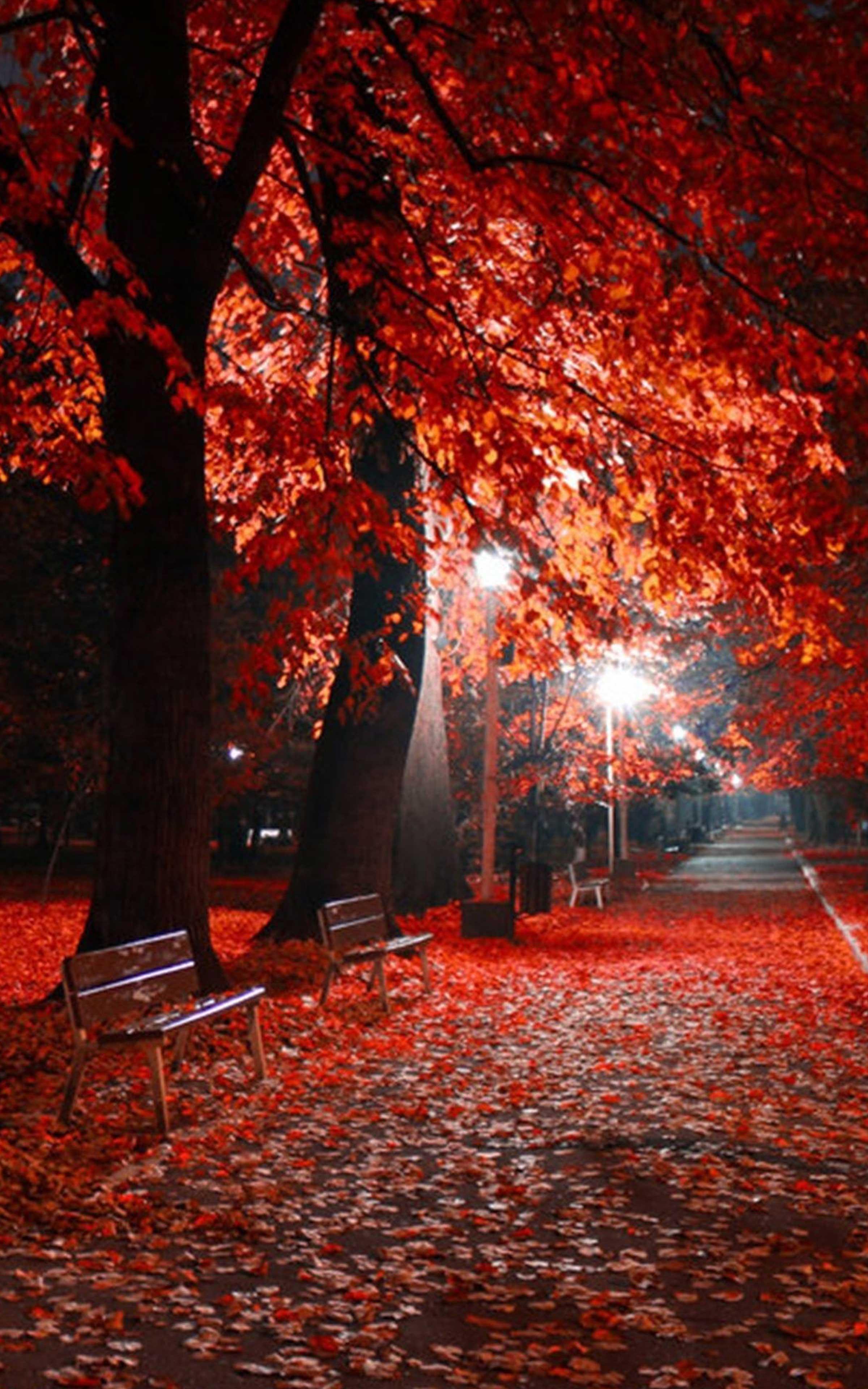 Park, Rote Bäume, Laternen, Laubteppich, Allee, QHD+, Sperrbildschirm fürs iPhone