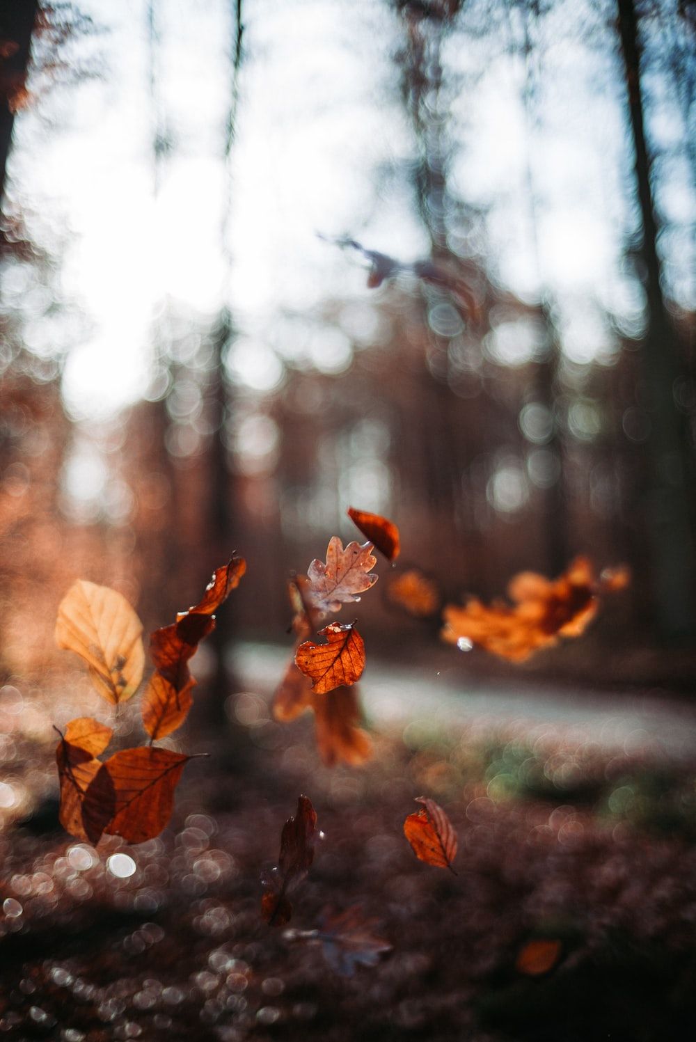 Fallende Blätter, Wald, Bokeh, Herbstlaub, Sonnenlicht, HD, iPad-Hintergrundbild