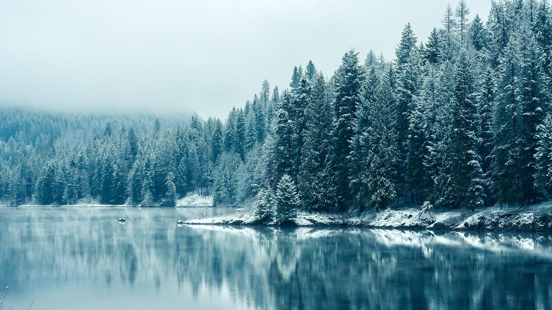 See, Nadelwald, Schnee, Nebel, Spiegelung, Full HD 1080p, Desktop-Hintergrundbild