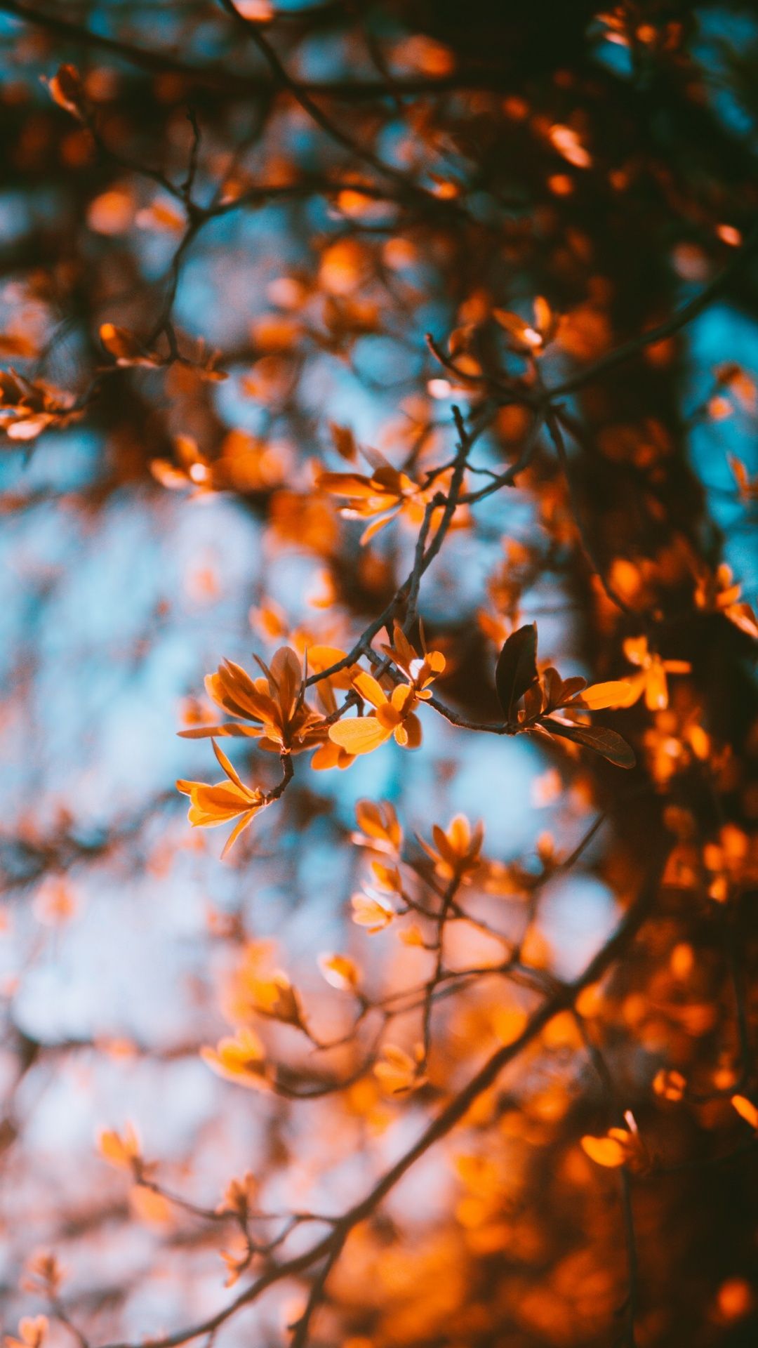 Herbstblätter, Blauer Himmel, Zweige, Orange, Bokeh, Full HD, Sperrbildschirm fürs iPhone