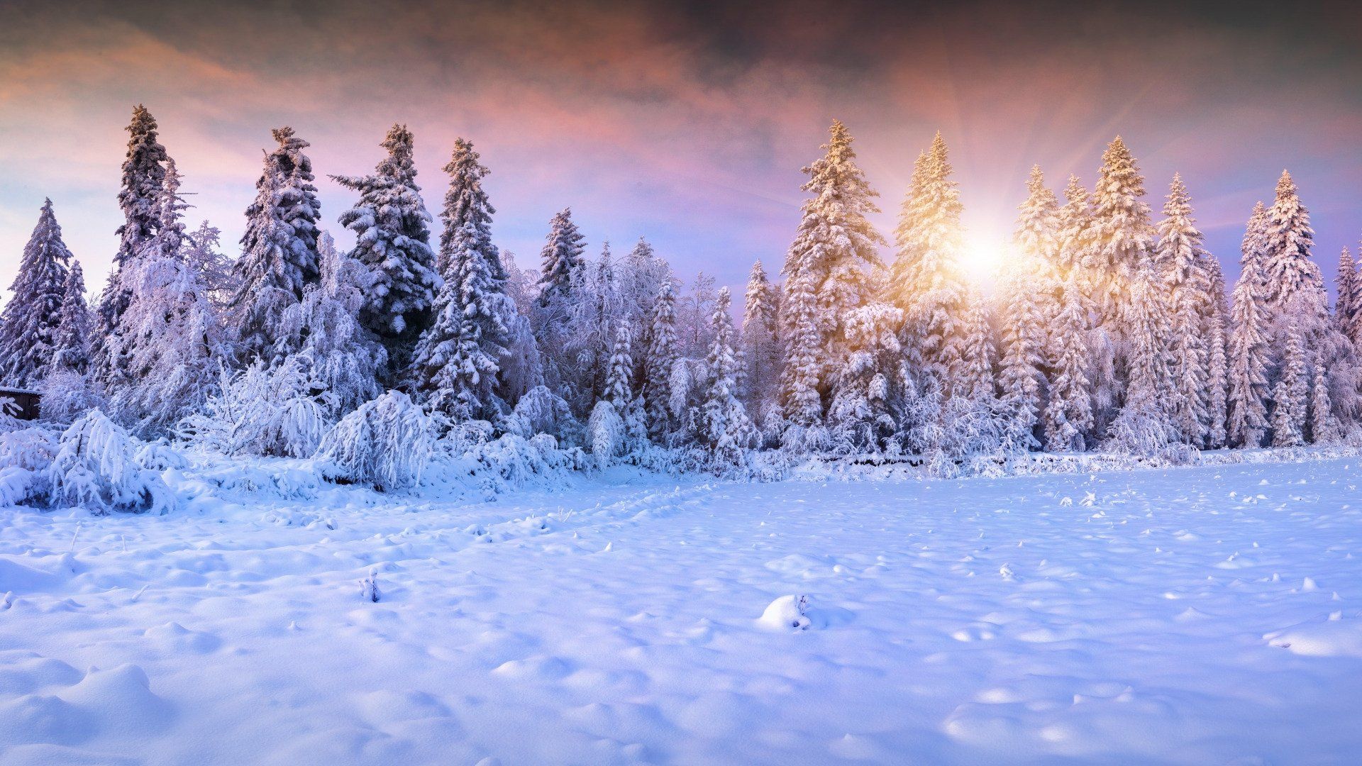 Verschneite Tannen, Sonnenaufgang, Schneefeld, Lila Himmel, Winterwald, 1920x1080, PC-Hintergrundbild