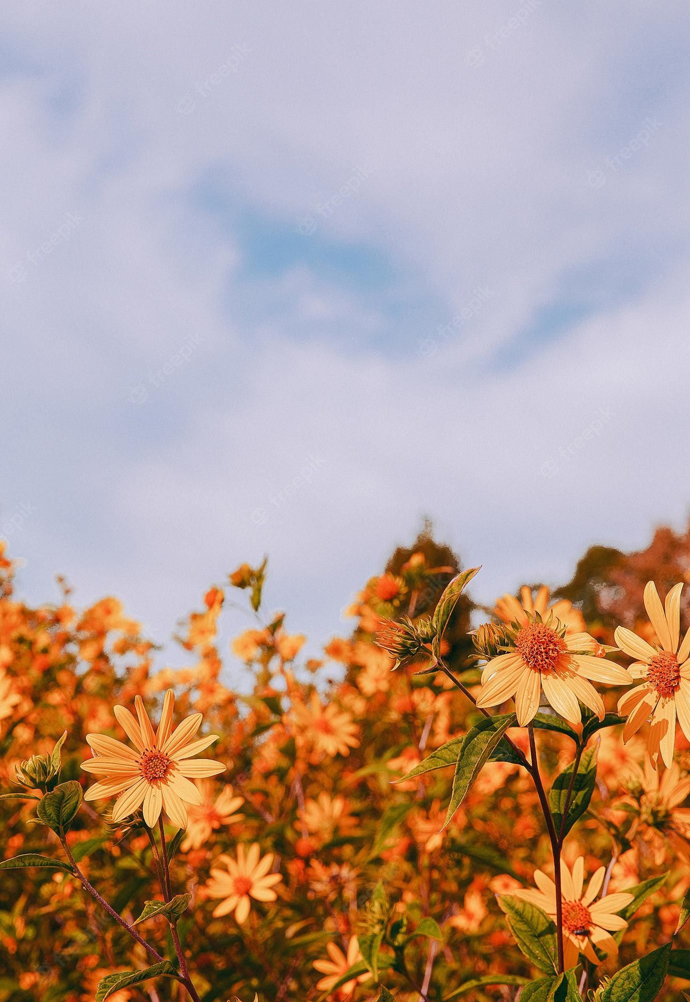 Blumenfeld, Gelbe Blüten, Bewölkter Himmel, Natur, Full HD, Hintergrundbild fürs Tablet