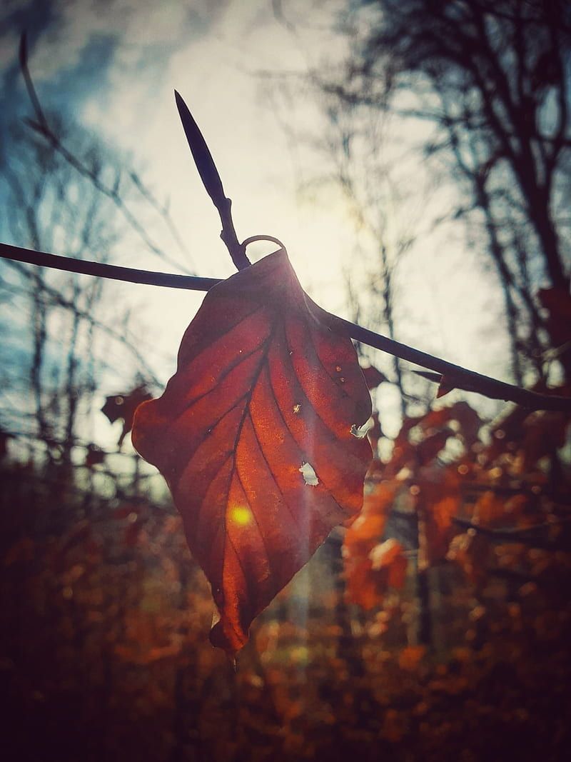 Welkes Blatt, Zweig, Wald, Dunkel, Stimmungsvoll, HD, Hintergrundbild fürs Tablet