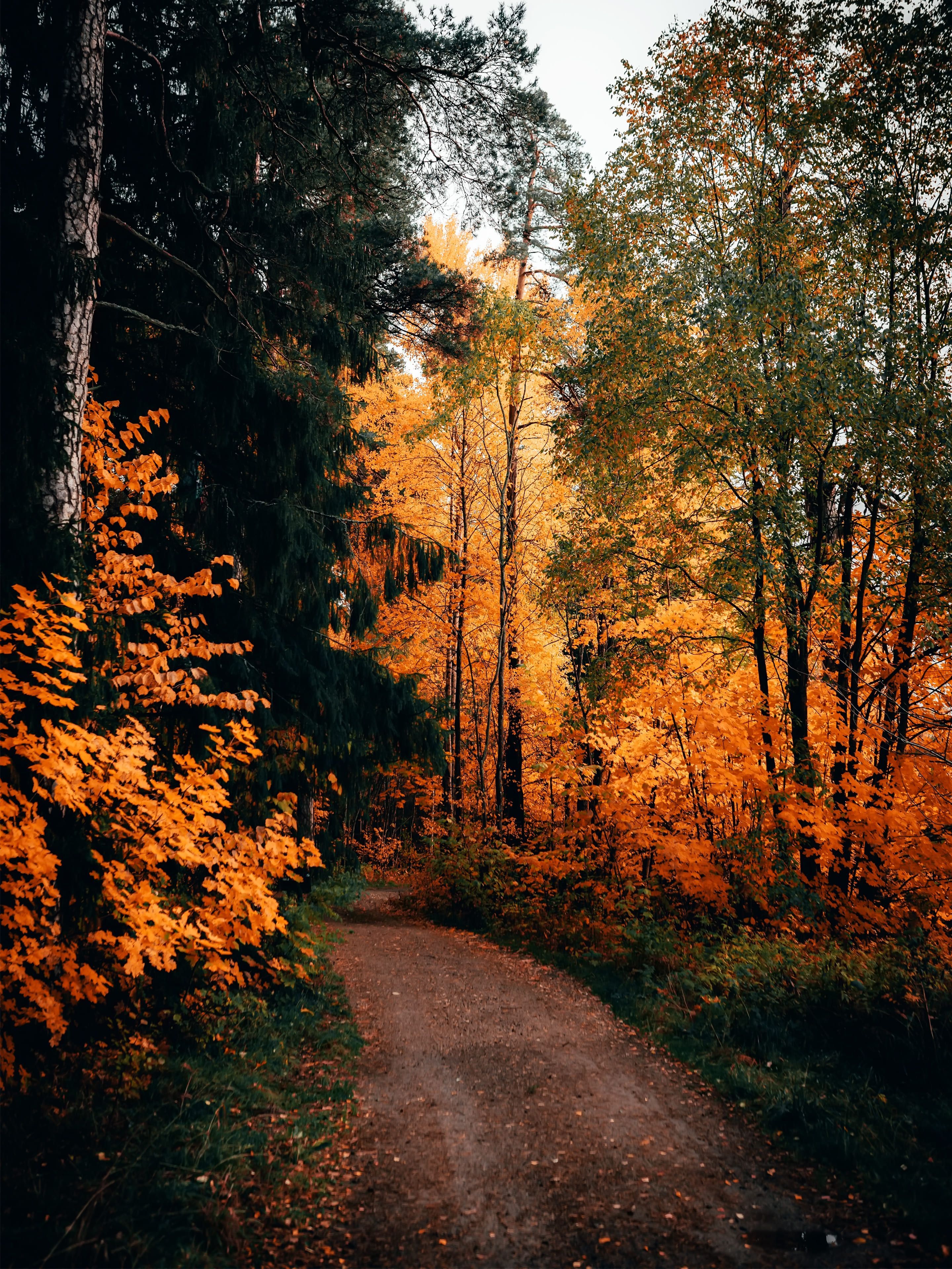 Waldweg, Herbstwald, Goldenes Laub, Bäume, Natur, QHD+, iPad-Hintergrundbild