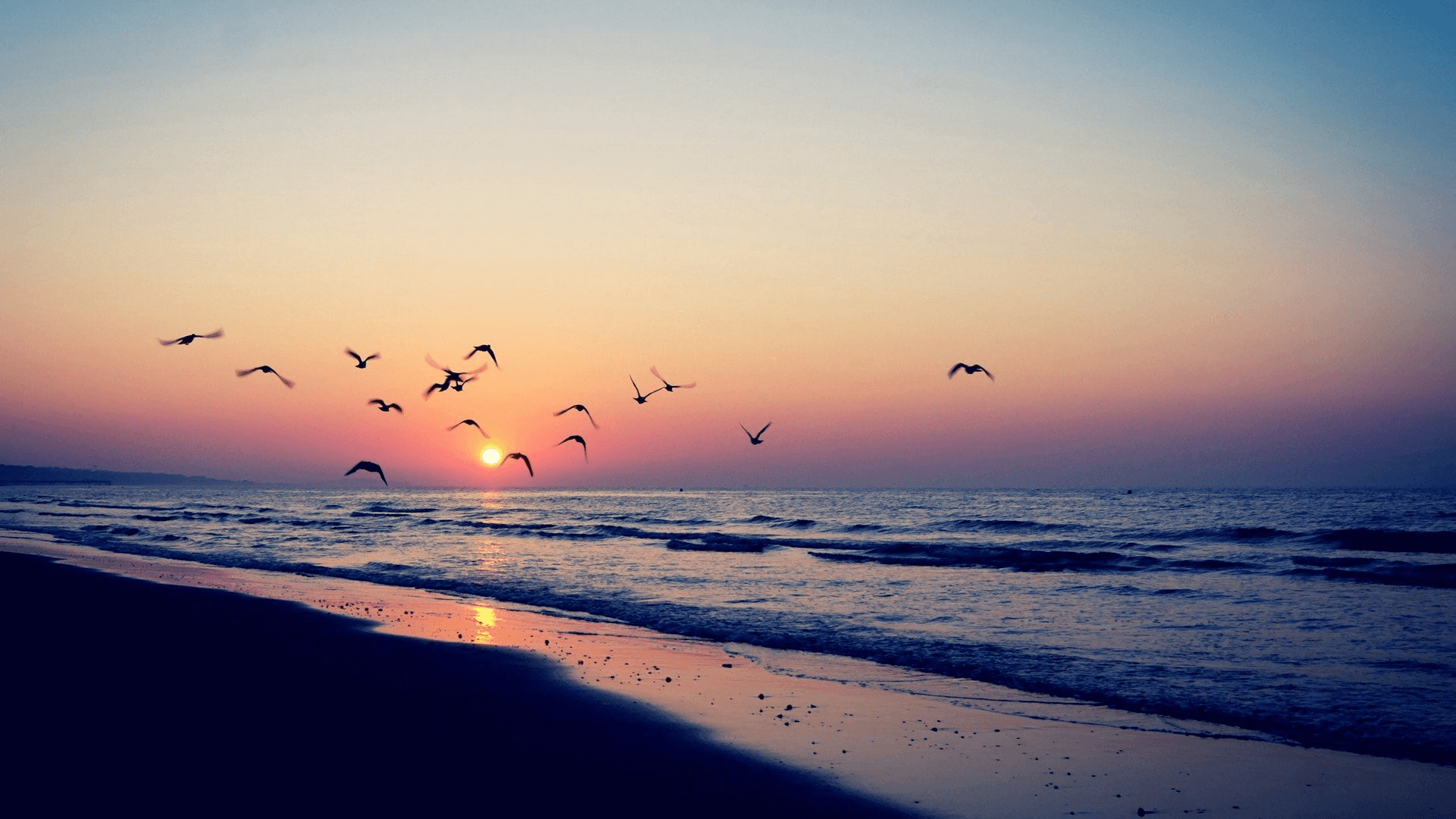 Strand, Sonnenuntergang, Möwen, Wellen, Horizont, 16:9, Full-HD-Hintergrundbild für den Desktop