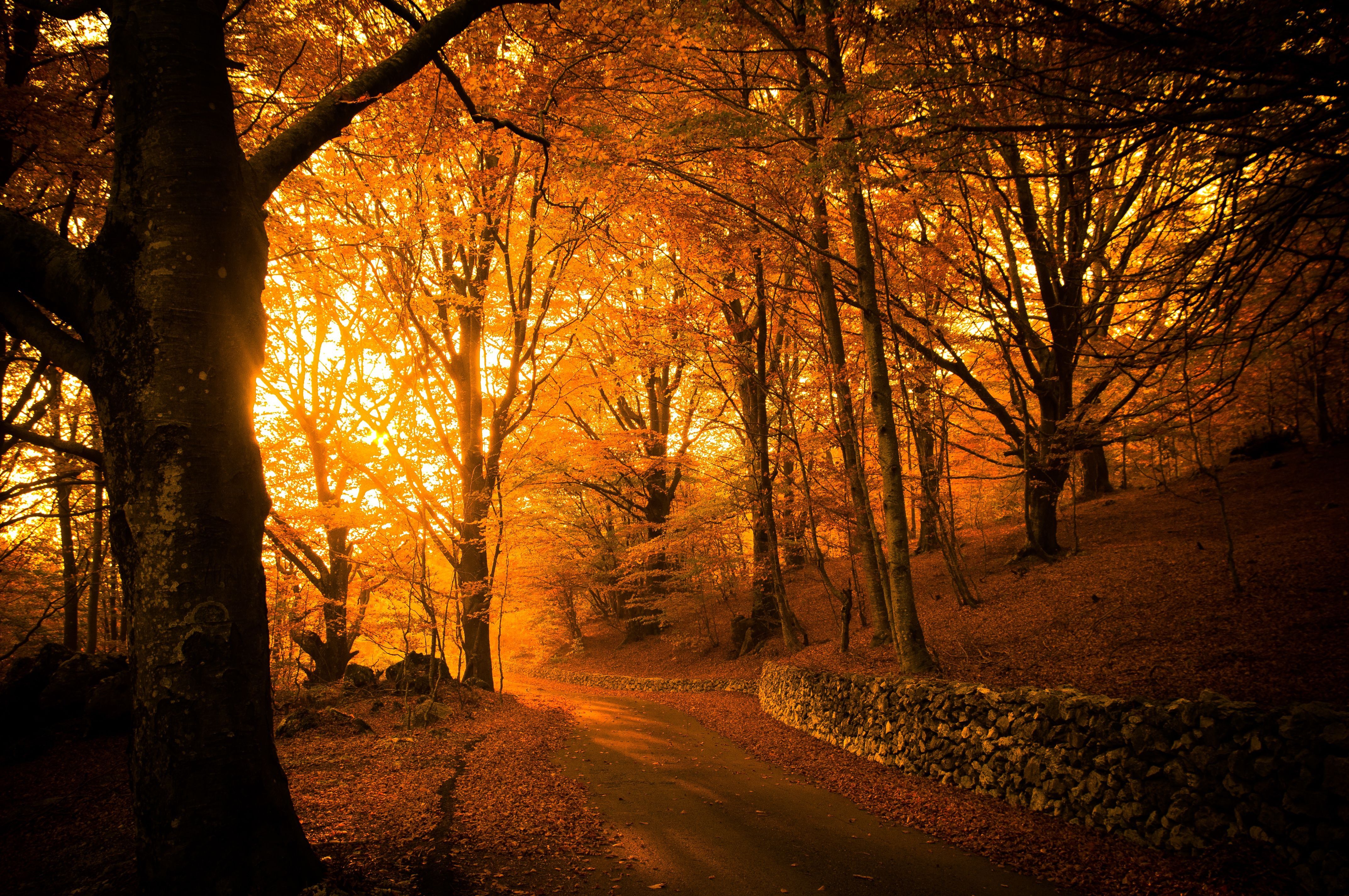 Herbstwald, Waldweg, Goldenes Licht, Bäume, Sonnenuntergang, 4K, Desktop-Hintergrund