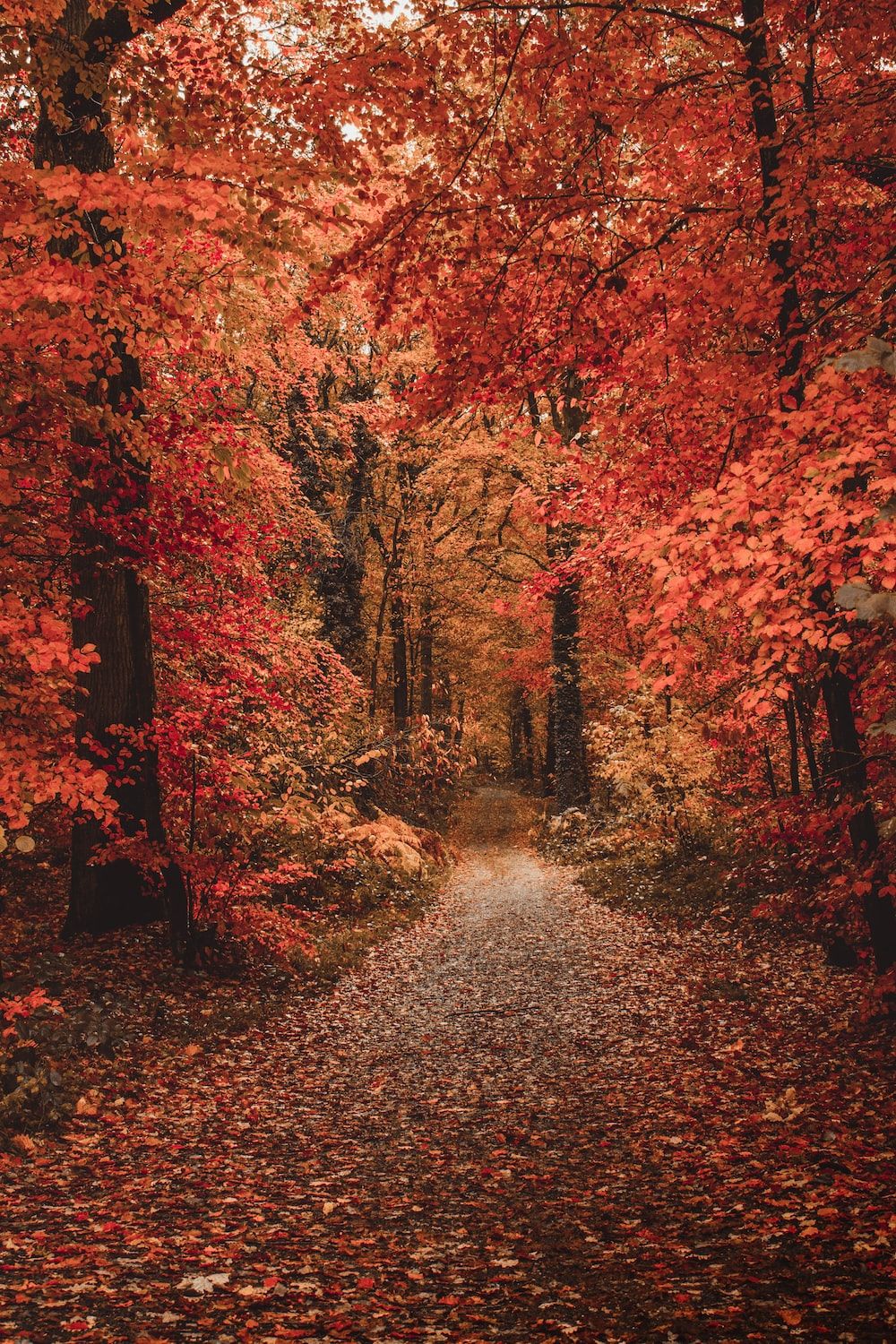 Waldweg, Rotes Laub, Herbstwald, Allee, Laubteppich, HD, Handy-Hintergrund im Hochformat