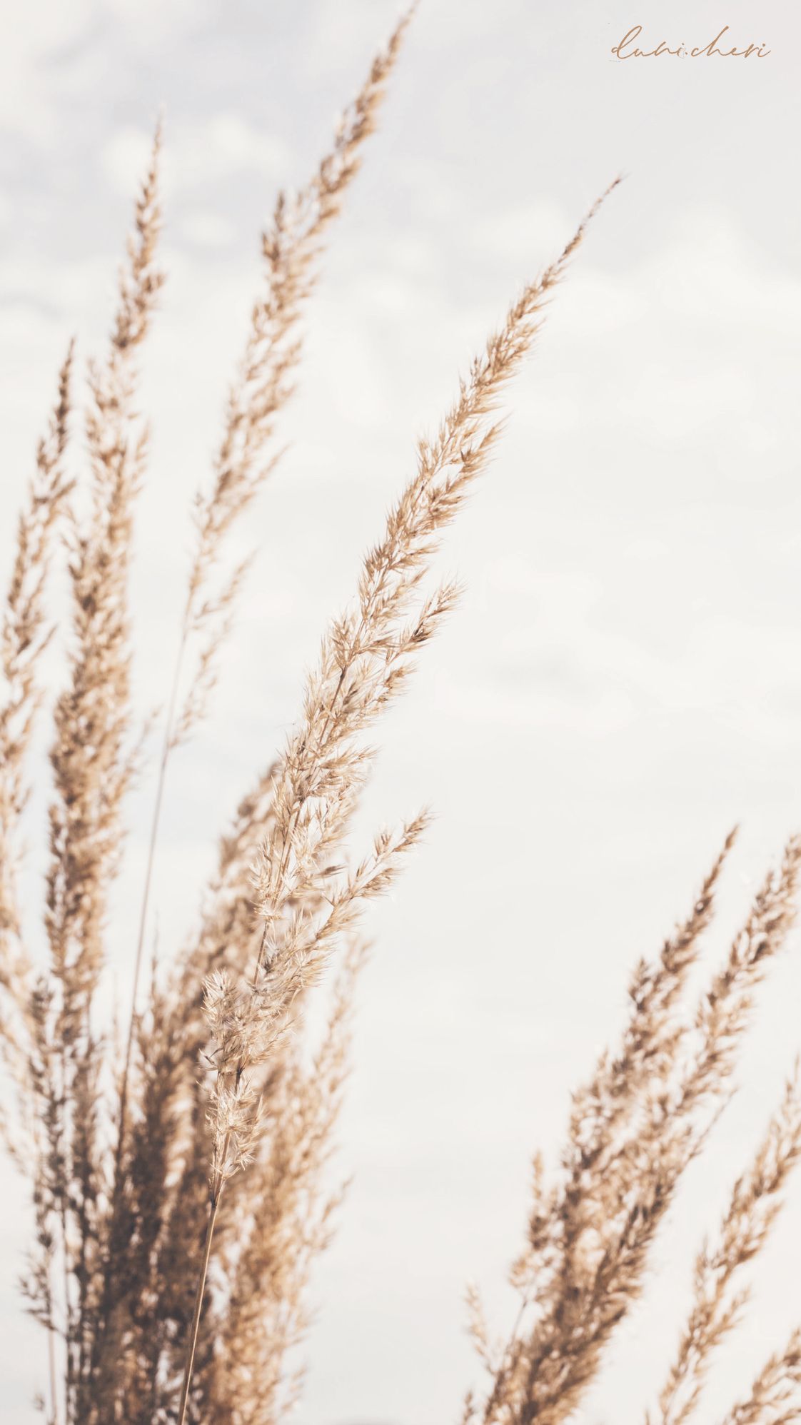 Pampasgras, Gräser, Beige, Minimalistisch, Boho, Full HD, Hintergrundbild fürs Handy