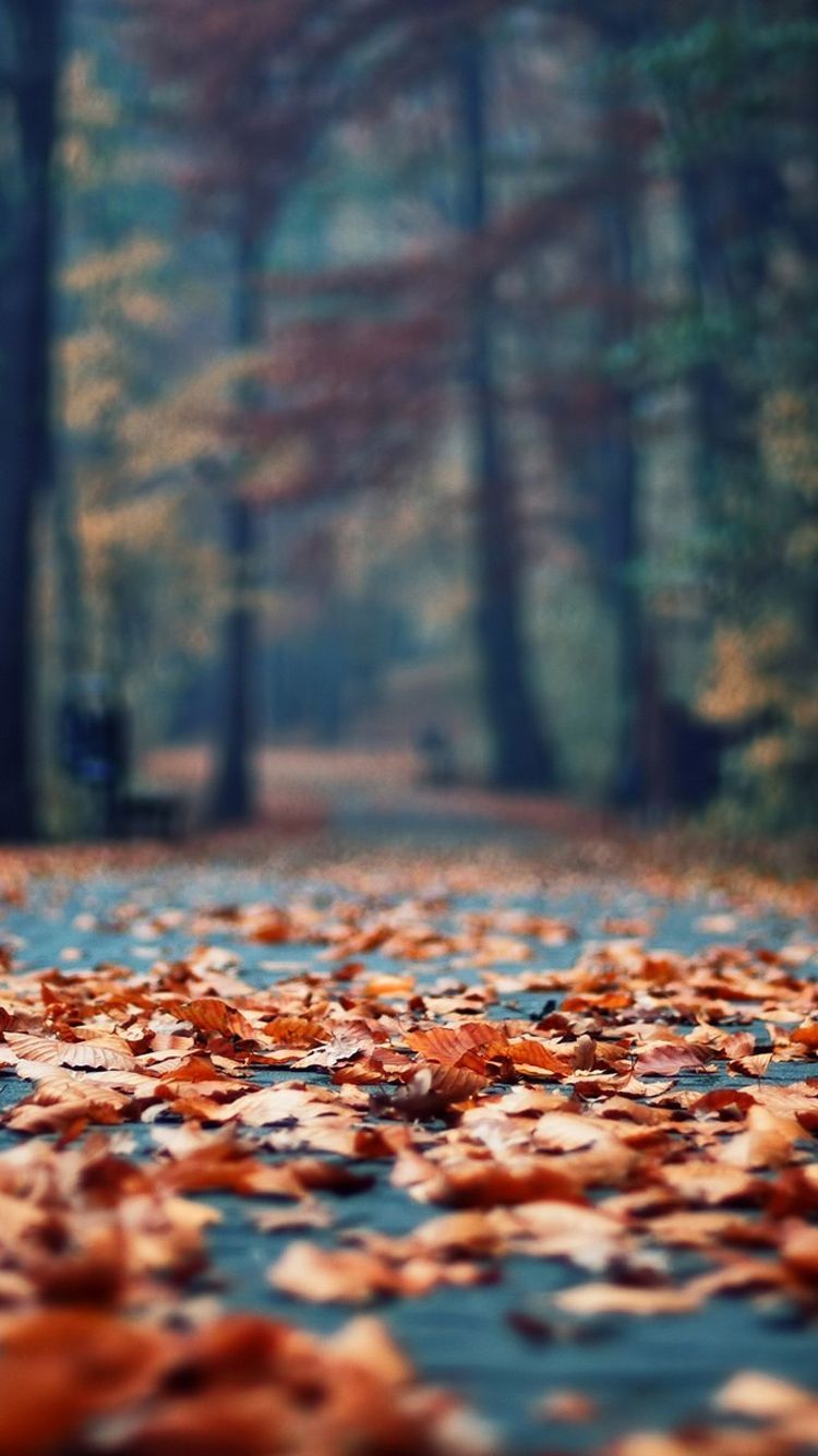 Laubteppich, Waldweg, Bäume, Unscharf, Herbstlich, HD, Sperrbildschirm fürs iPhone