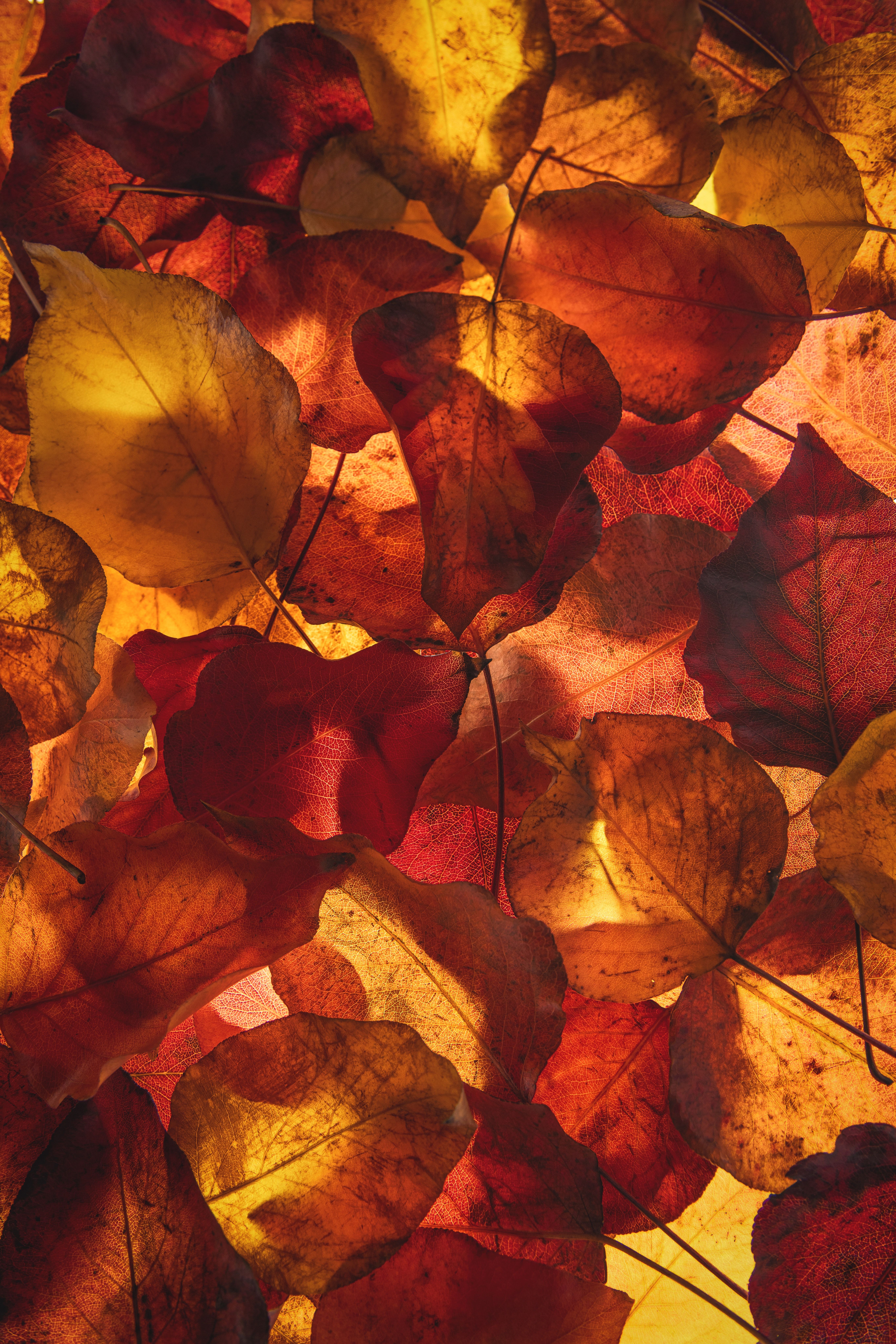 Herbstblätter, Rot, Gold, Gegenlicht, Nahaufnahme, QHD+, Hintergrundbild fürs Handy
