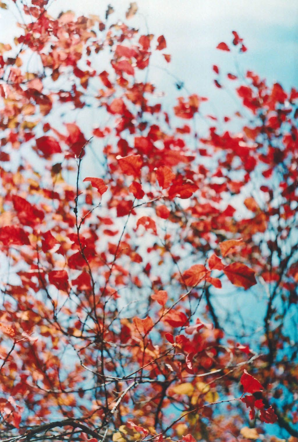 Rote Blätter, Zweige, Blauer Himmel, Beeren, Bunt, Hintergrundbild für iPad und Tablet