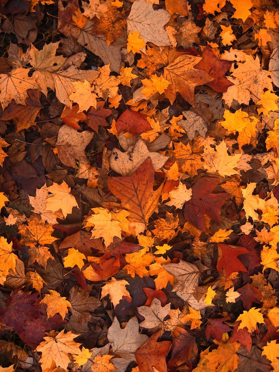 Laubteppich, Ahornblätter, Orange, Gelb, Draufsicht, HD, Hintergrundbild fürs Tablet
