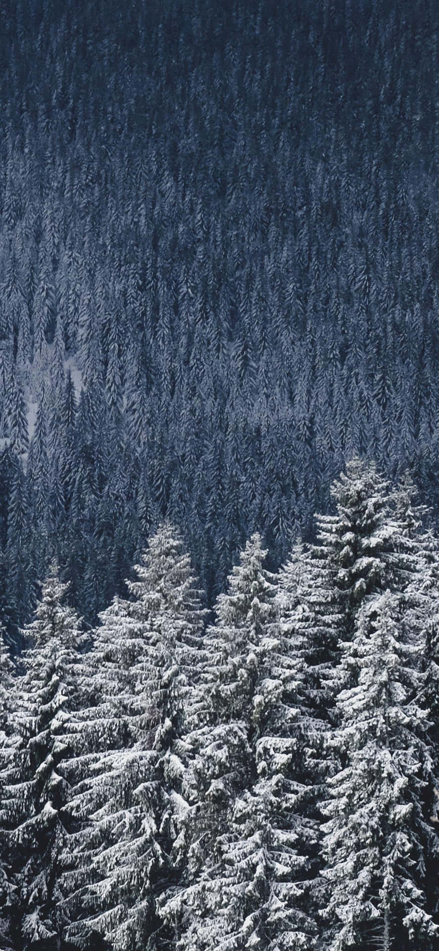Tannenwald, Dunkel, Schnee, Hochformat, HD, Hintergrundbild fürs Handy
