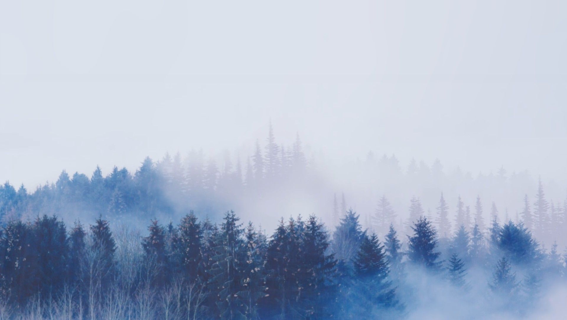 Nebel, Nadelwald, Schnee, Weiß, Ruhe, Full HD, Desktop-Hintergrund für Windows