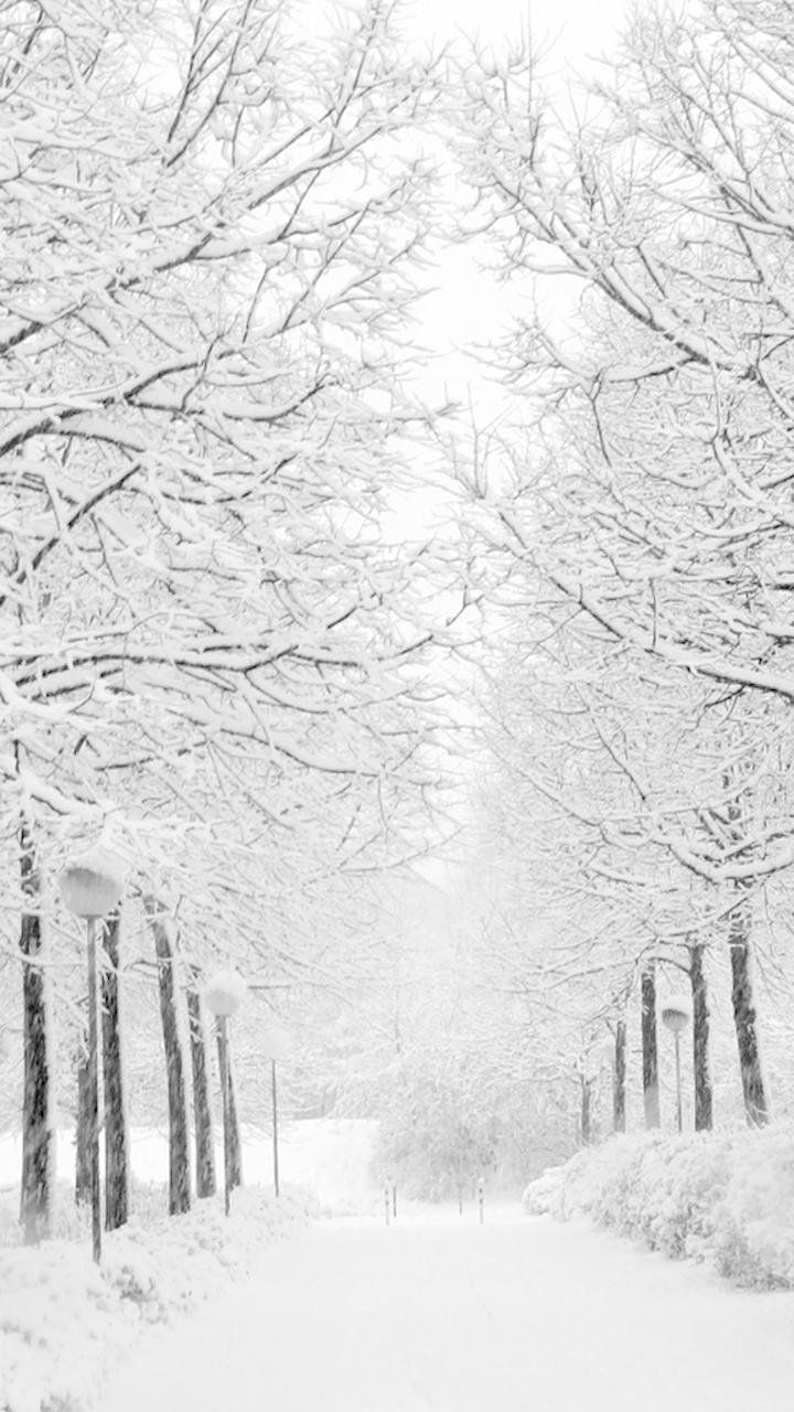 Allee, Verschneite Bäume, Weiß, Weg, Hochformat, Hintergrundbild für iPhone und Android