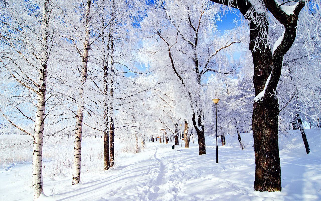 Birken, Park, Raureif, Blauer Himmel, Weg, HD, Hintergrundbild für den PC