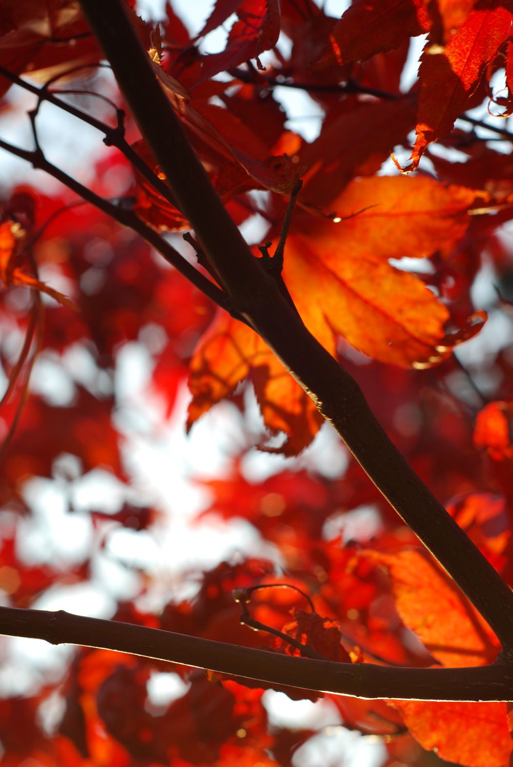 Ahornblätter, Äste, Rot, Gegenlicht, Herbstlaub, HD, iPad-Hintergrundbild